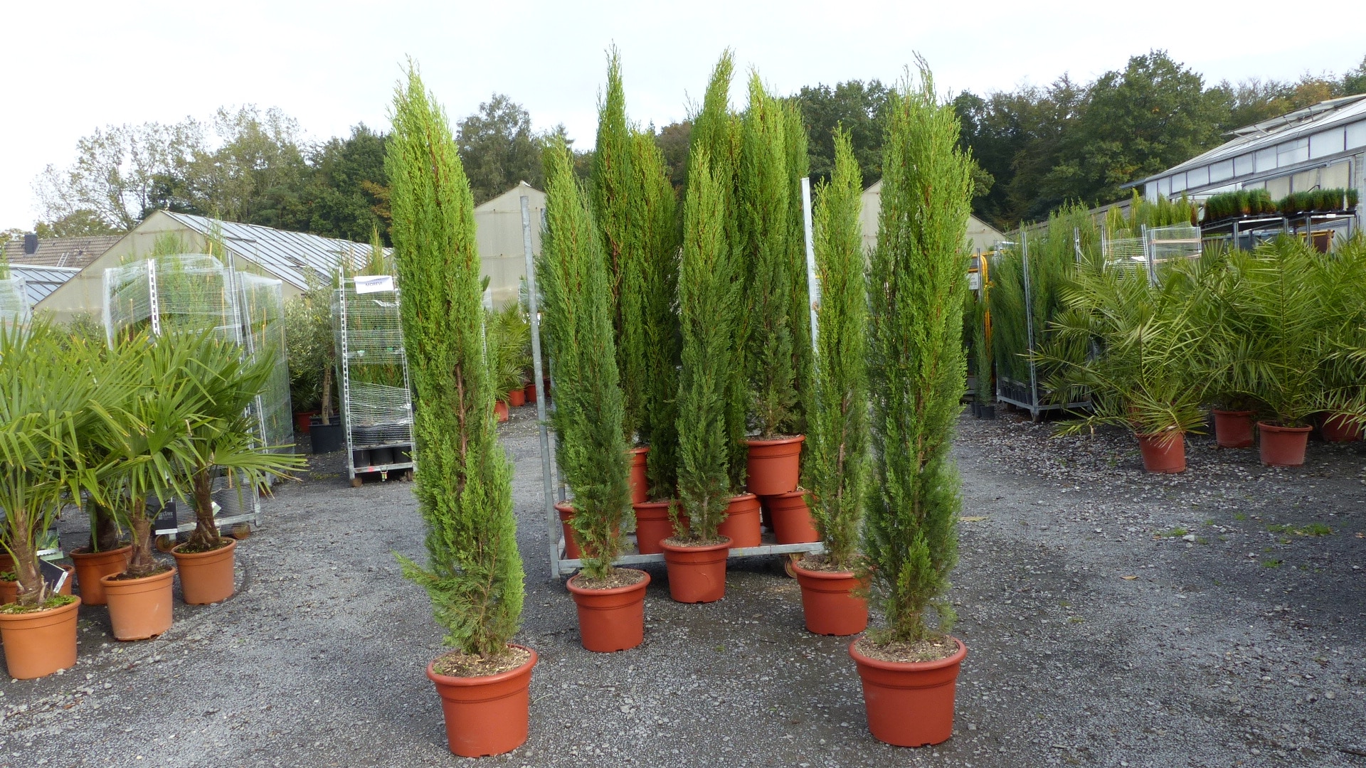 3x Totem 190 - 220 cm Toskana Zypresse Mittelmeerzypresse S&auml;ule winterhart - Bild 1