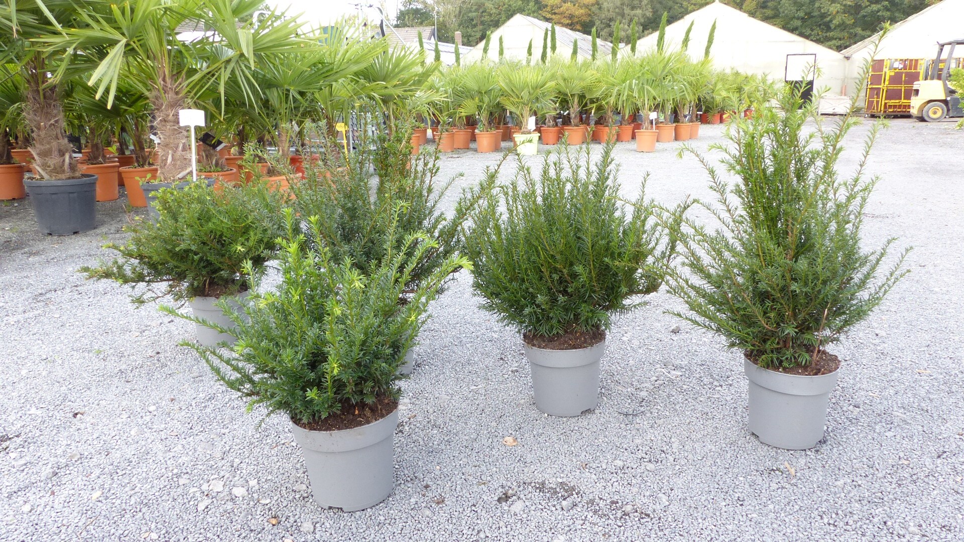 Taxus Baccata Eibe 60 - 90 cm kr&auml;ftiger Busch, winterhart und robust - Bild 1
