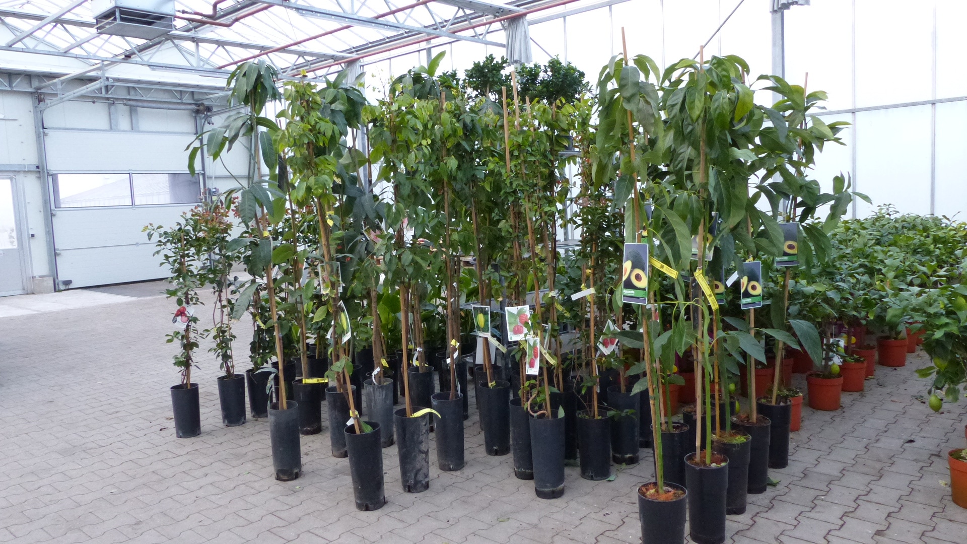 Avocadobaum Avocado Hass 140-170 cm veredelt, Persea americana Avocadopflanze, tropische Fr&uuml;chte Pflanze - Bild 1