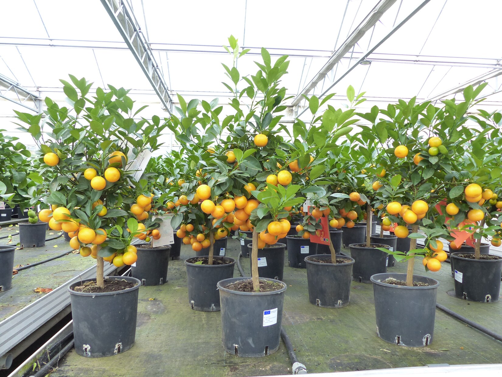Calamondin Stamm Busch Orange Citrus Mitis 70 – 80 cm Orangenbaum Calamondino Kalamansi | 04251740103216