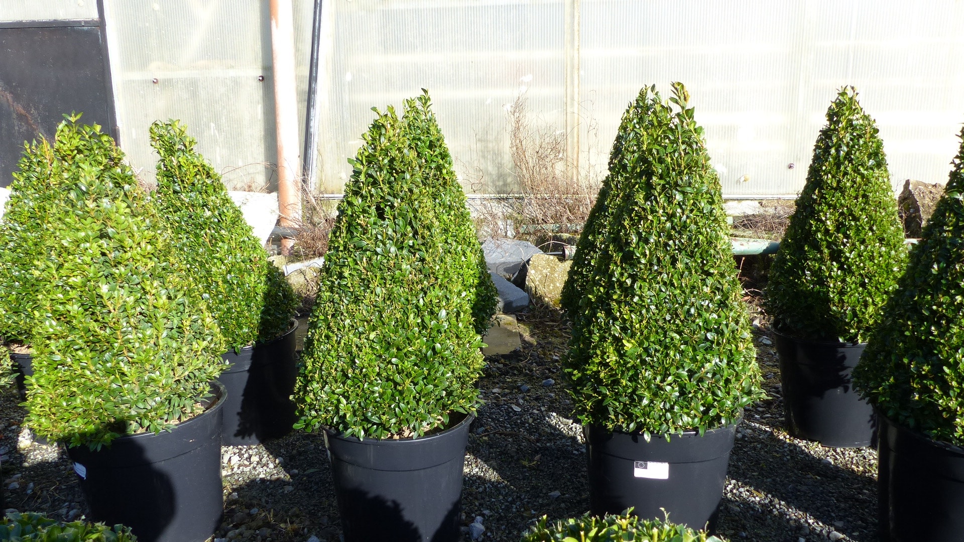 2 St&uuml;ck Pyramide Buchsbaum Buxus Sempervirens 70-80 cm Buchs Kegel winterhart - Bild 1
