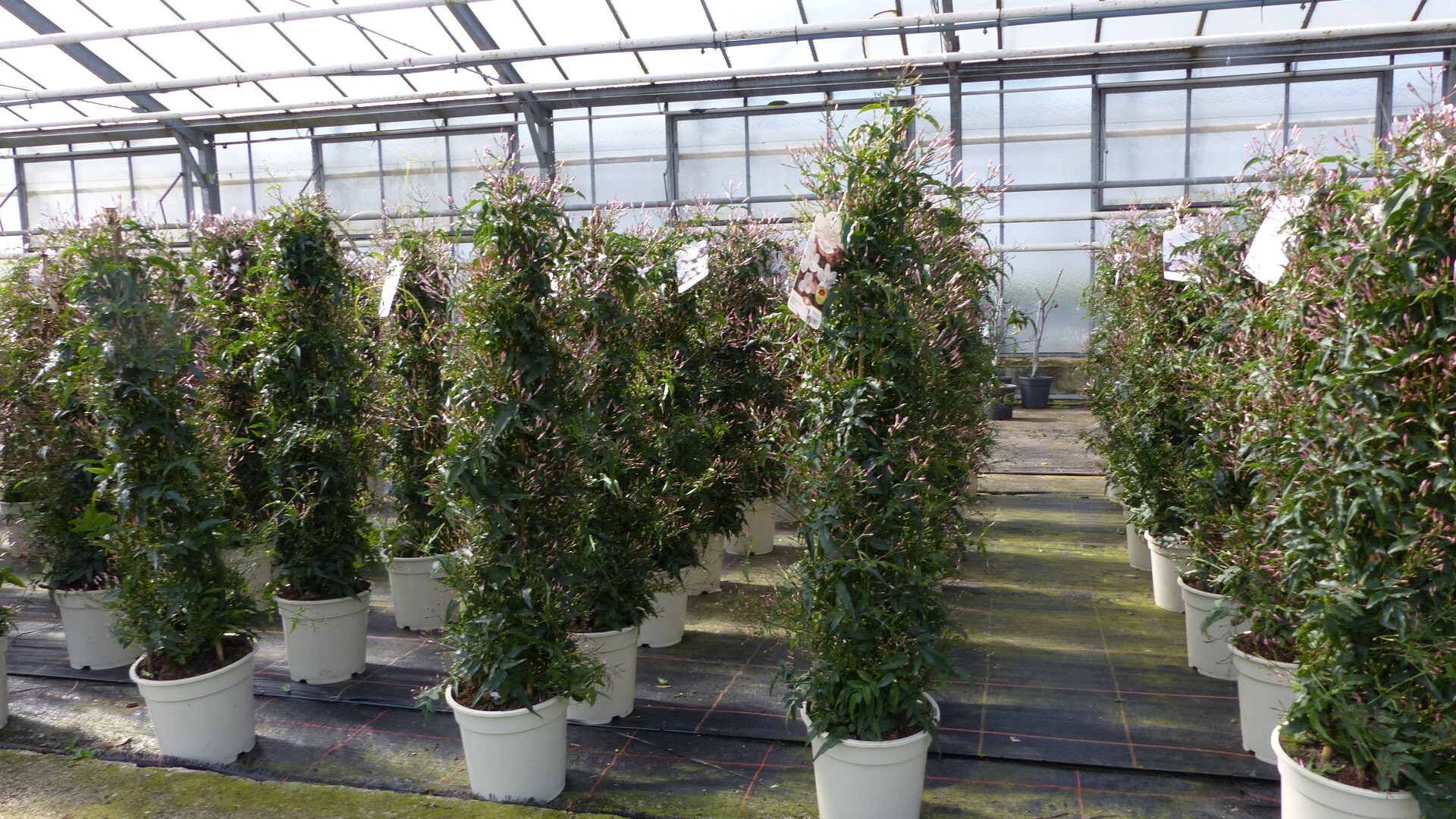Jasmin Polyanthum Pyramide S&auml;ule wei&szlig; Duftjasmin Kletterpflanze Sommerbl&uuml;her - Bild 1