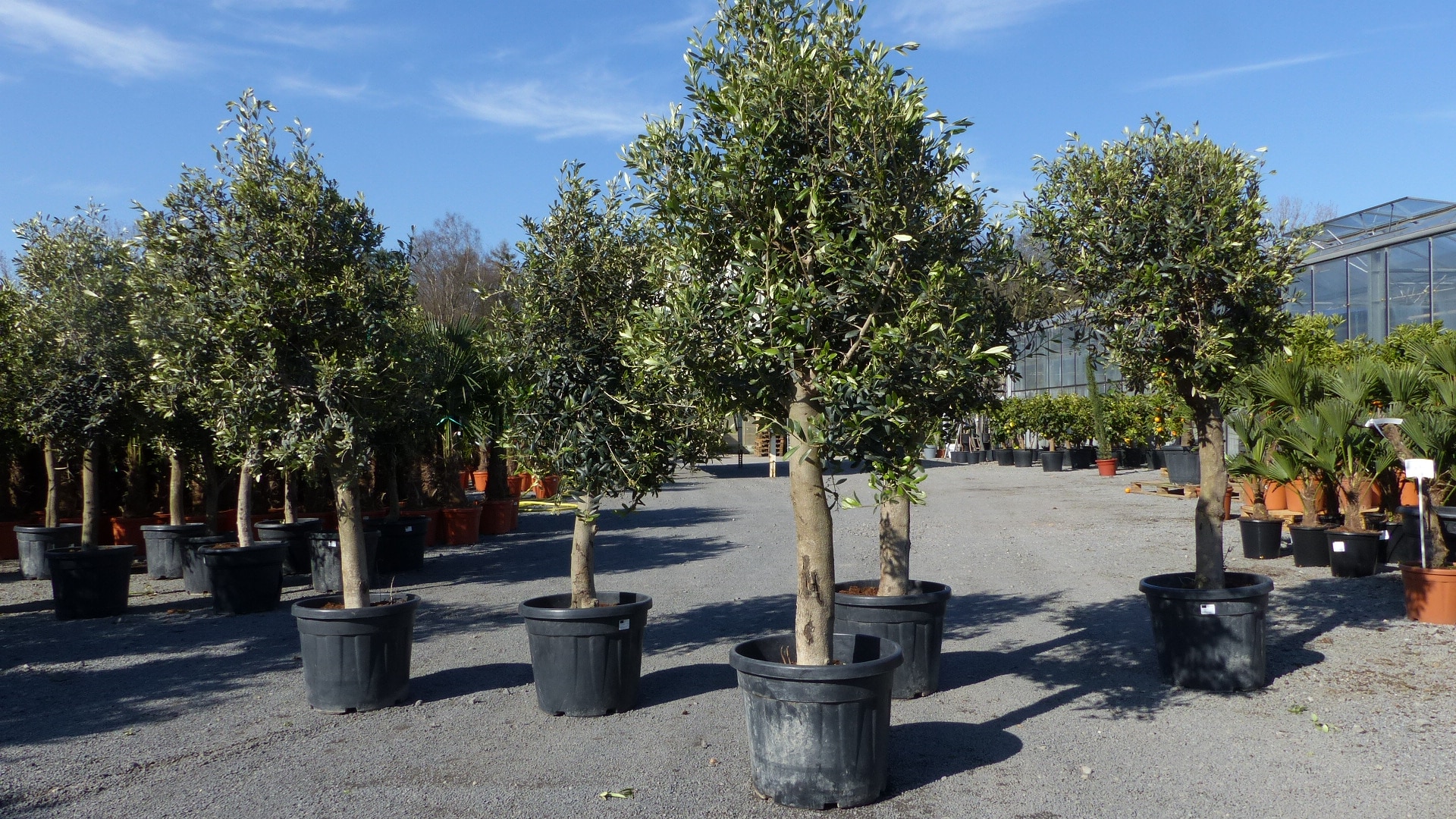 Olivenbaum Olive "20 Jahre" beste Qualit&auml;t, Stammumfang 20 - 30 cm, winterhart, Olea Europaea - Bild 1