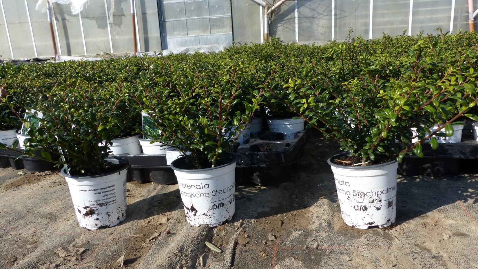 10 Stück Ilex crenata Stokes Heckenpflanze Buchsbaum Ersatz winterhart + robust | 04251740104534