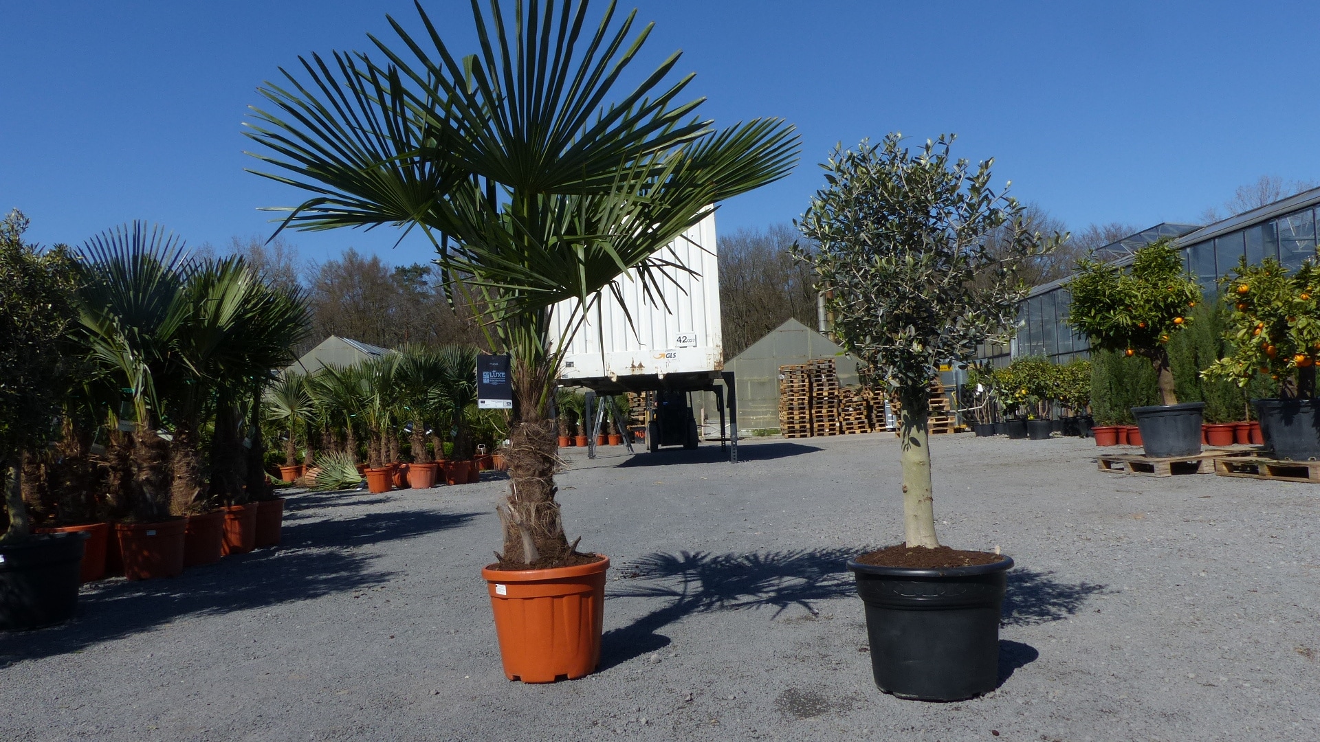 Olivenbaum + XXL Palme im Set, beste Qualit&auml;t, winterhart, Trachycarpus Olive - Bild 1