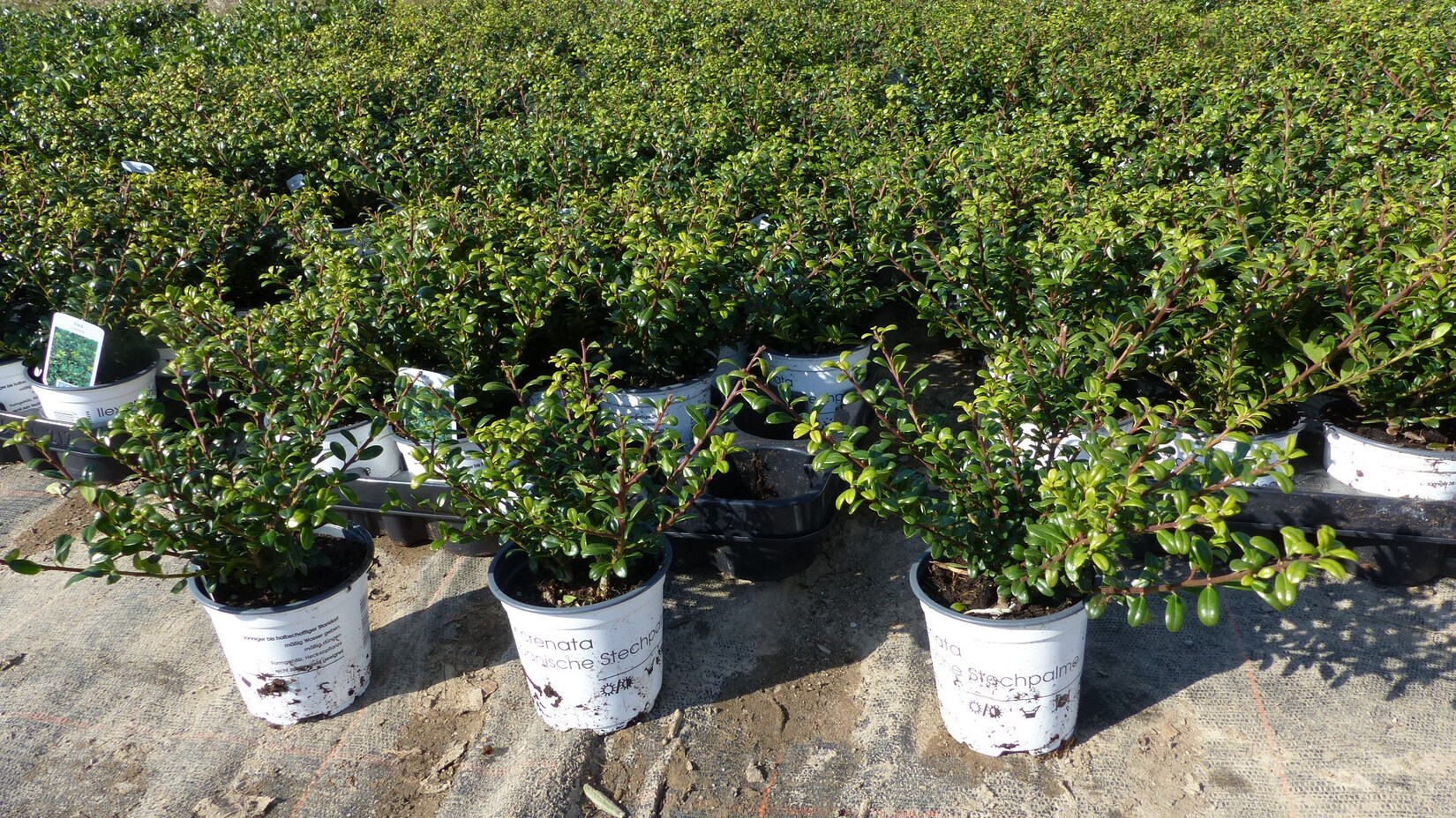 50 Stück Ilex crenata Stokes Heckenpflanze Buchsbaum Ersatz winterhart + robust | 04251740104565