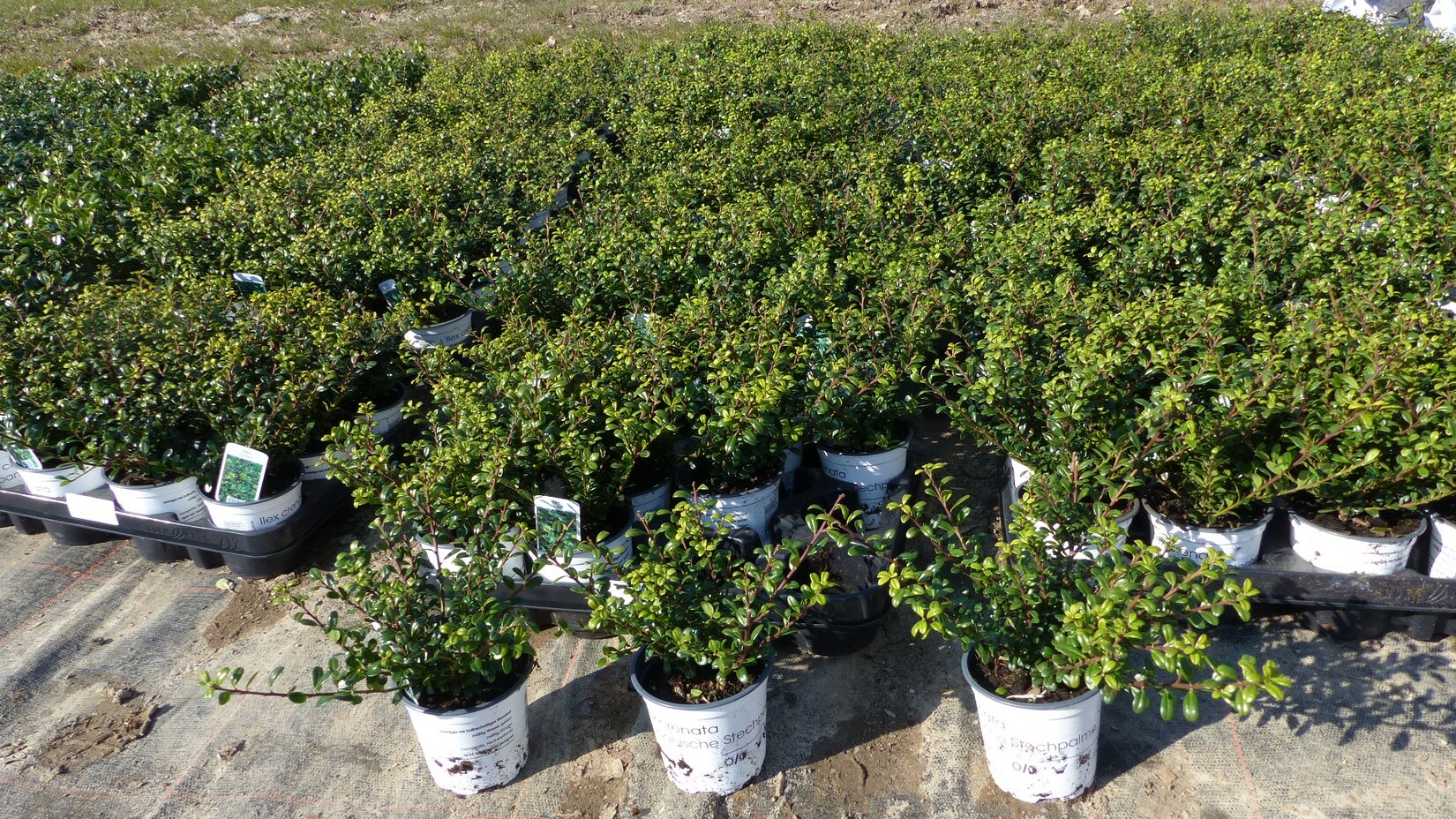 100 Stück Ilex crenata Stokes Heckenpflanze Buchsbaum Ersatz winterhart + robust | 04251740104589