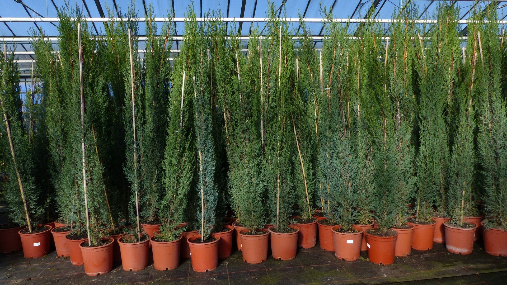 1x Mittelmeerzypresse 200 cm S&auml;ulen Toskana Zypressen Zypresse Cupressus Semper. - Bild 1