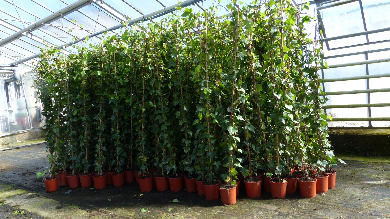 8 Stück Efeu Pflanze Hedera helix 180 – 200 cm Pyramide Säule winterhart Kletterpflanze Hecke Sichtschutz blickdicht | 04251740105005