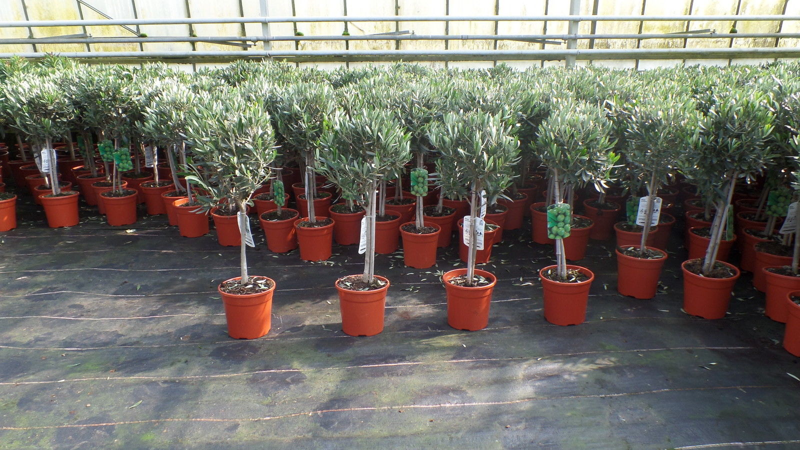 Olivenbaum Stamm Olive 80 - 100 cm hoch, beste Qualit&auml;t, Olea Europaea - Bild 1