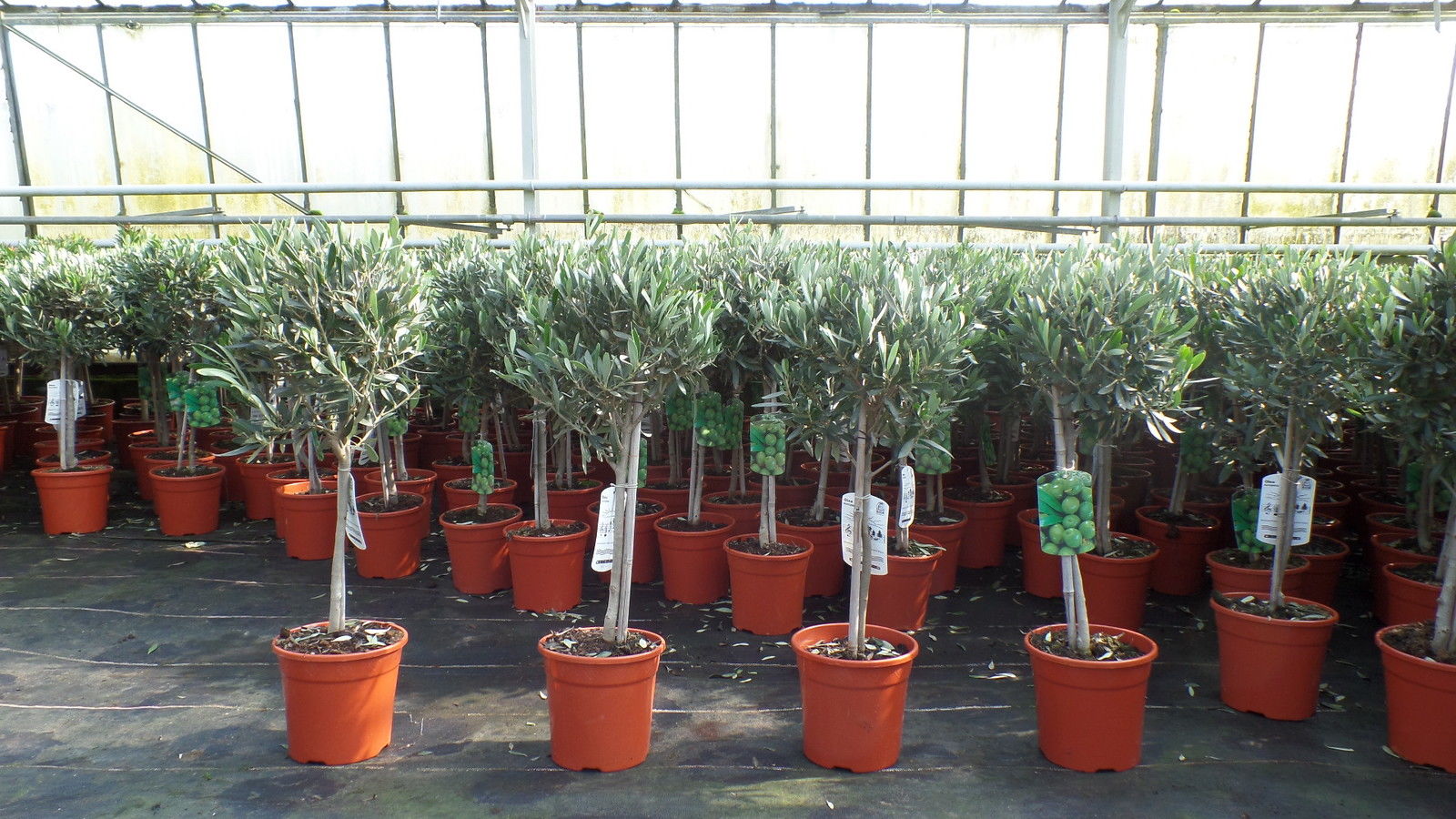 Olivenbaum Stamm Olive 80 - 100 cm hoch, beste Qualitt, Olea Europaea