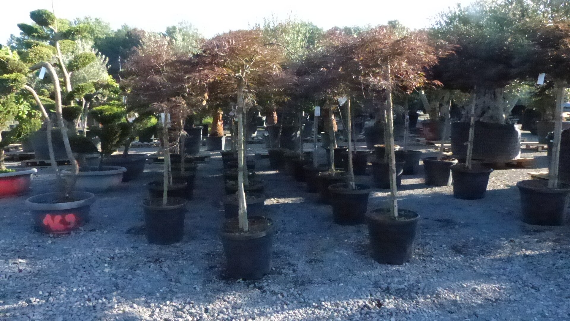 Ahorn 150 cm Stamm Acer palmatum japanischer roter F&auml;cherahorn Inaba Shidare - Bild 1