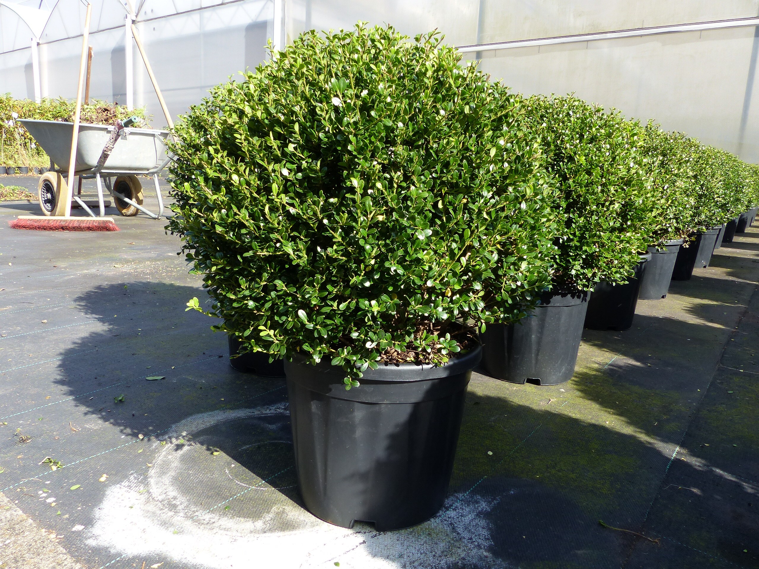 PREMIUM Ilex crenata Stokes Kugel rund &Oslash; 40 - 45 cm Buchsbaum Ersatz winterhart + robust - Bild 1