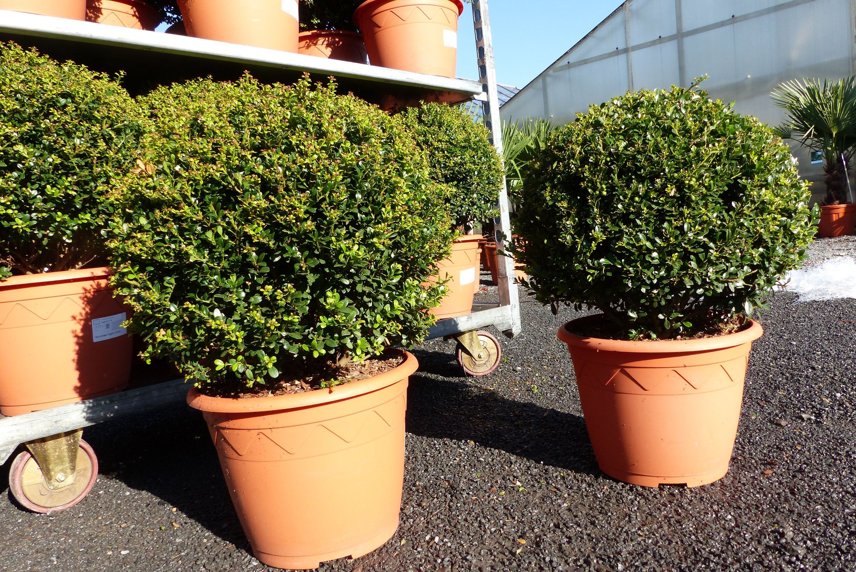 PREMIUM Ilex crenata Stokes Kugel rund Ø 40