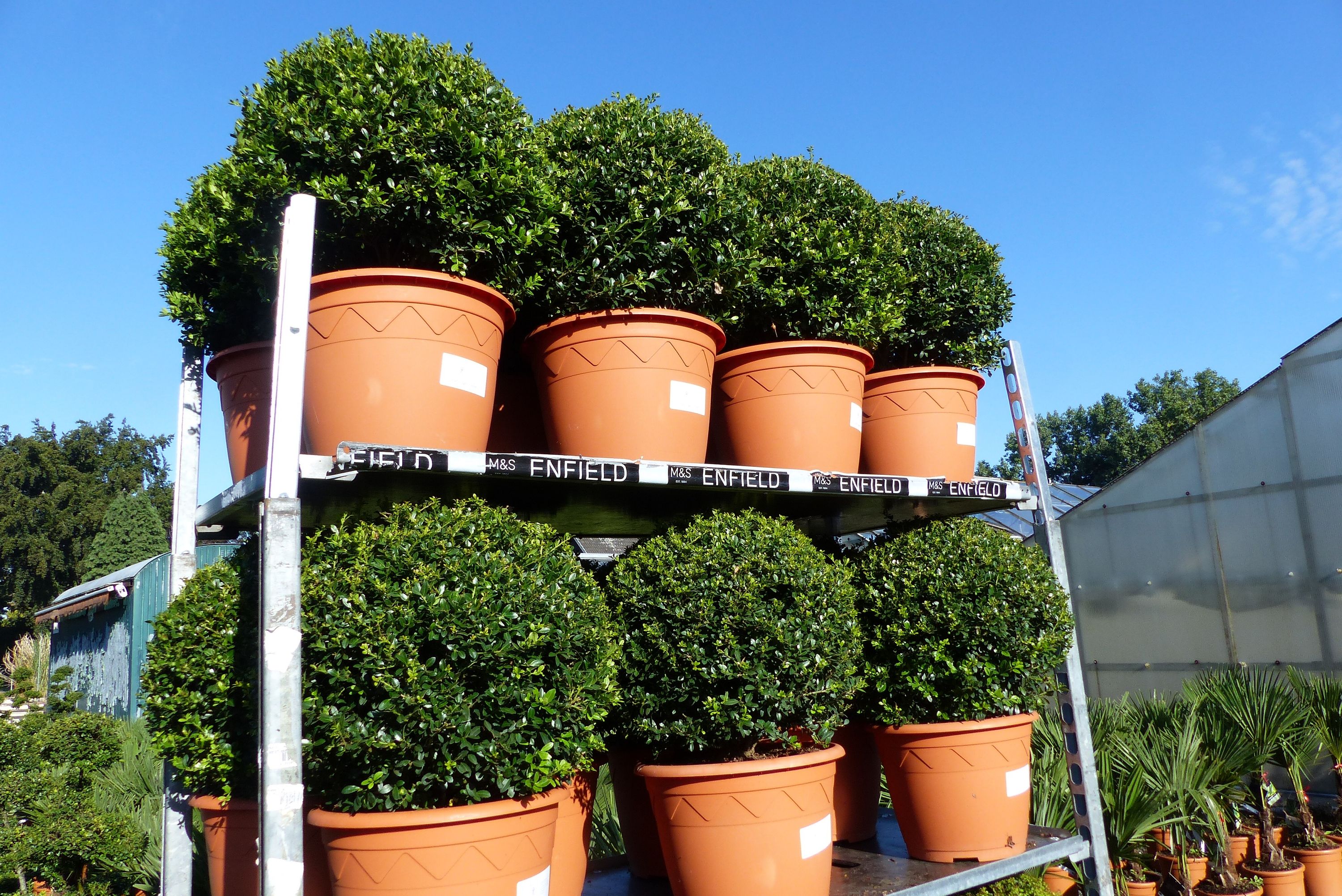 PREMIUM Ilex crenata Stokes Kugel rund Ø 40
