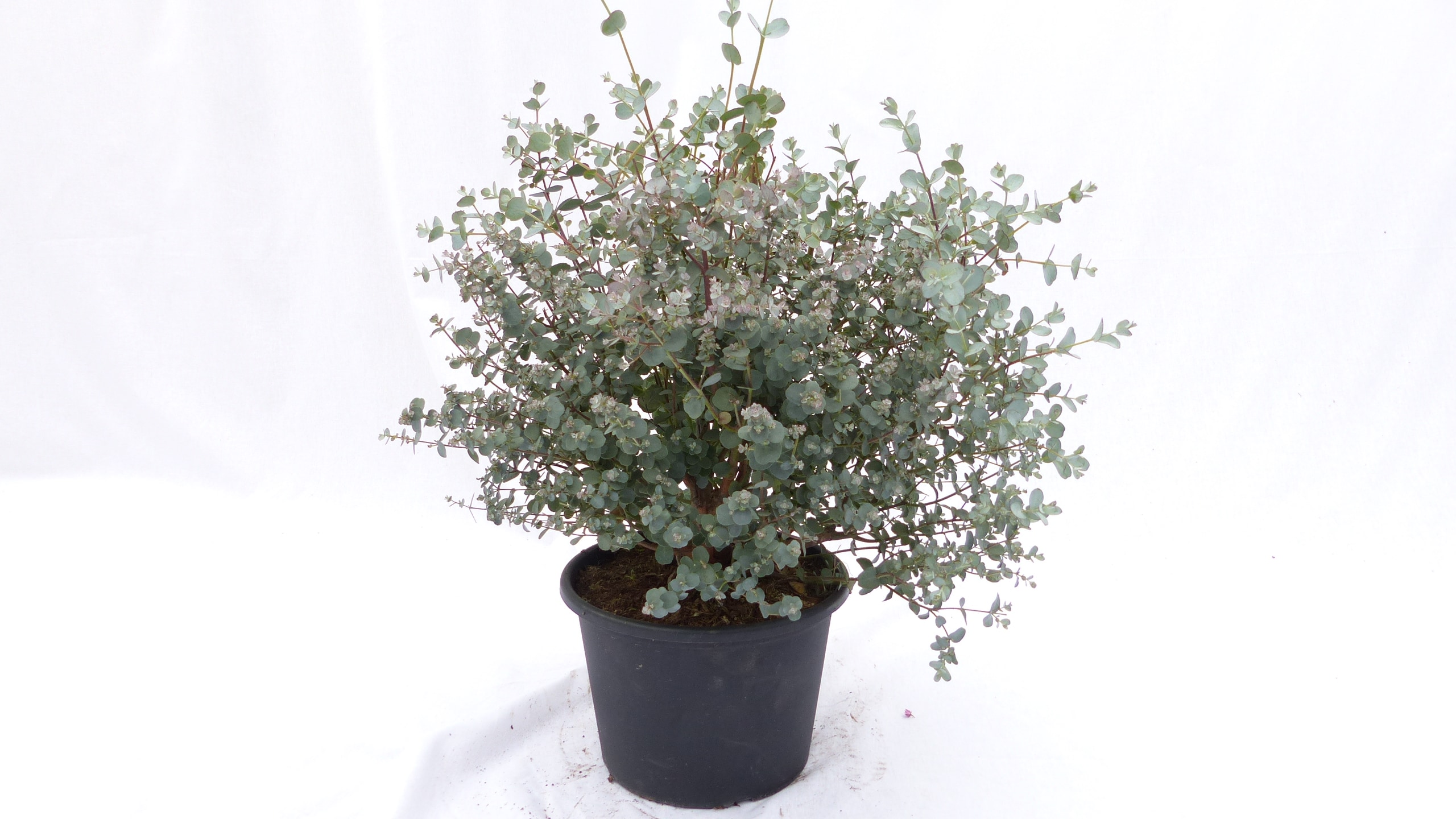 4 St&uuml;ck Eucalyptus Gunni Gunnii Busch Kugel Eukalyptusbaum, &Oslash; 35 cm, T19  H 50 cm Pflanze winterhart - Bild 1