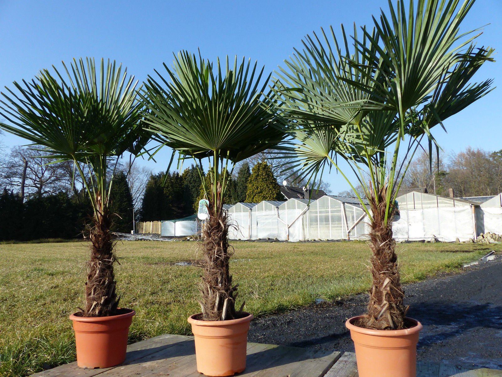 3 St&uuml;ck XXL Palme winterhart 200-220 cm Trachycarpus fortunei, Hanfpalme, Top-Qualit&auml;t - Bild 1
