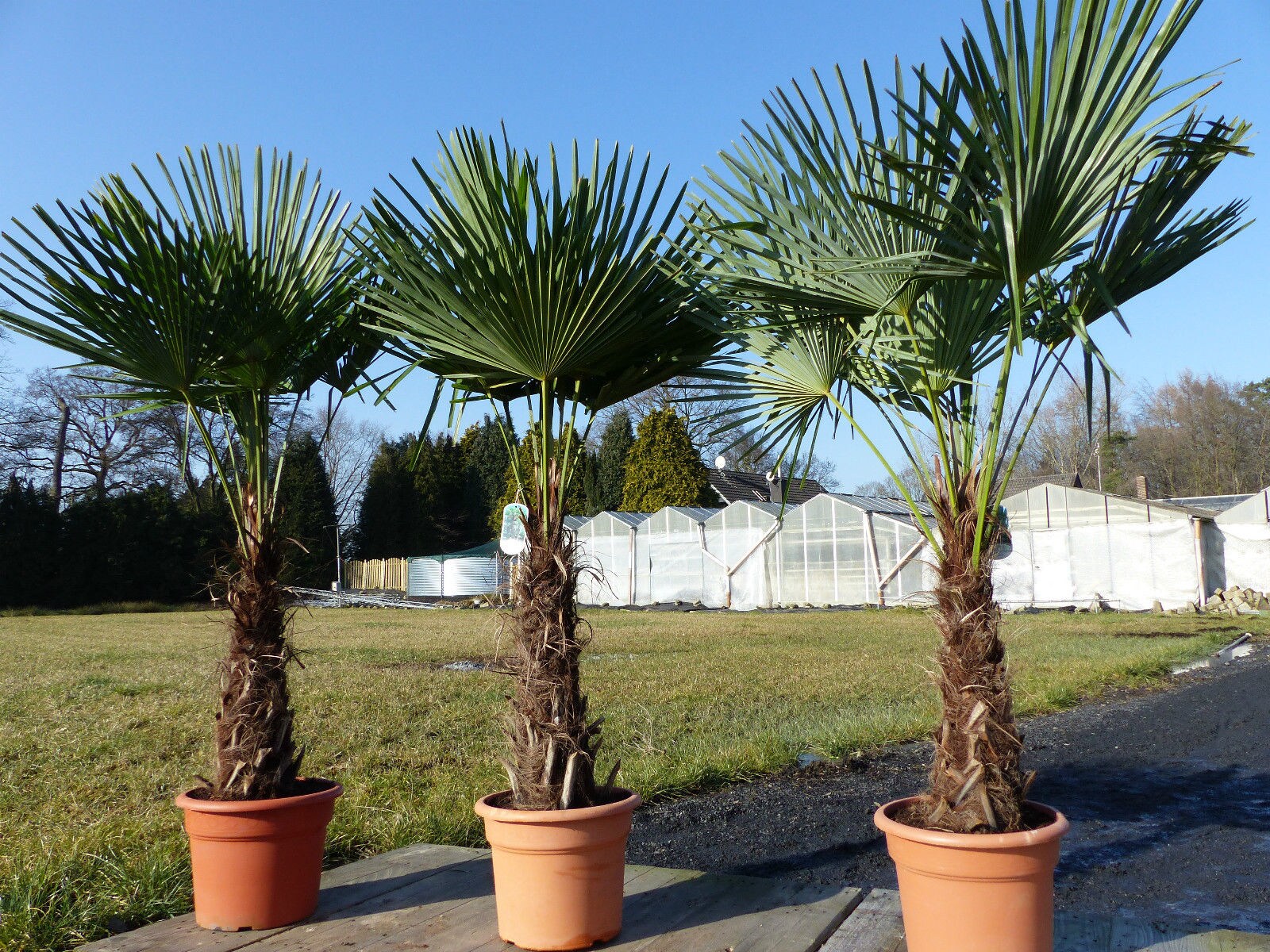 3 Stück XXL Palme winterhart 200-220 cm Trachycarpus fortunei, Hanfpalme, Top-Qualität | 04251740106392