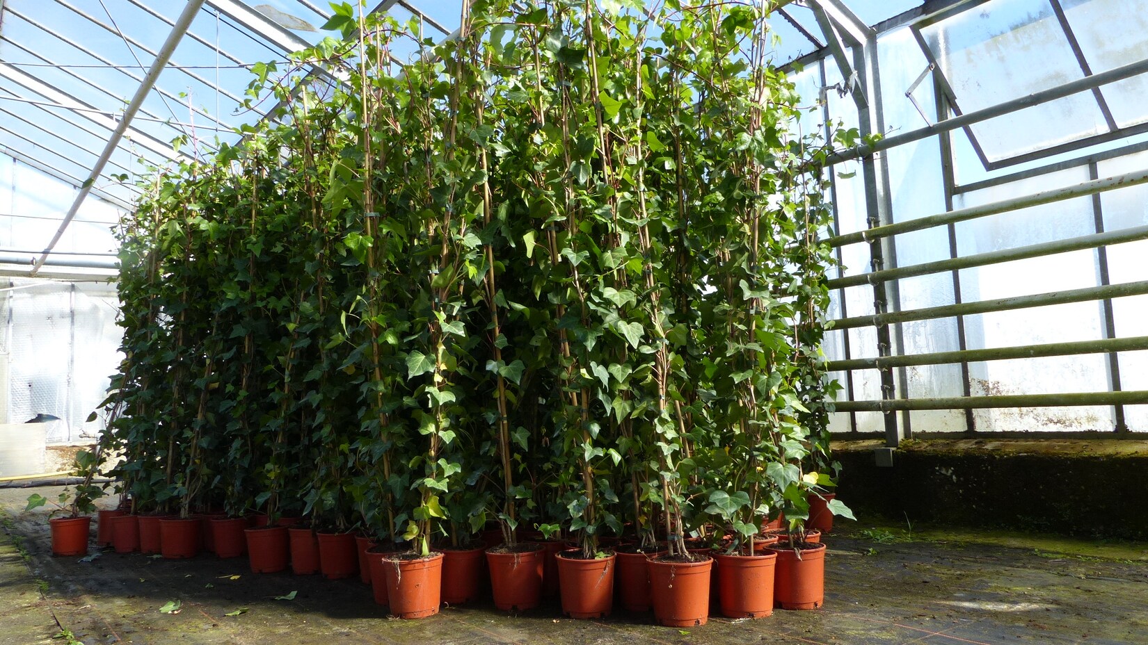 30 Stück Efeu Hedera helix 180 – 200 cm Pyramide Säule winterhart Kletterpflanze Hecke Sichtschutz blickdicht | 04251740107122