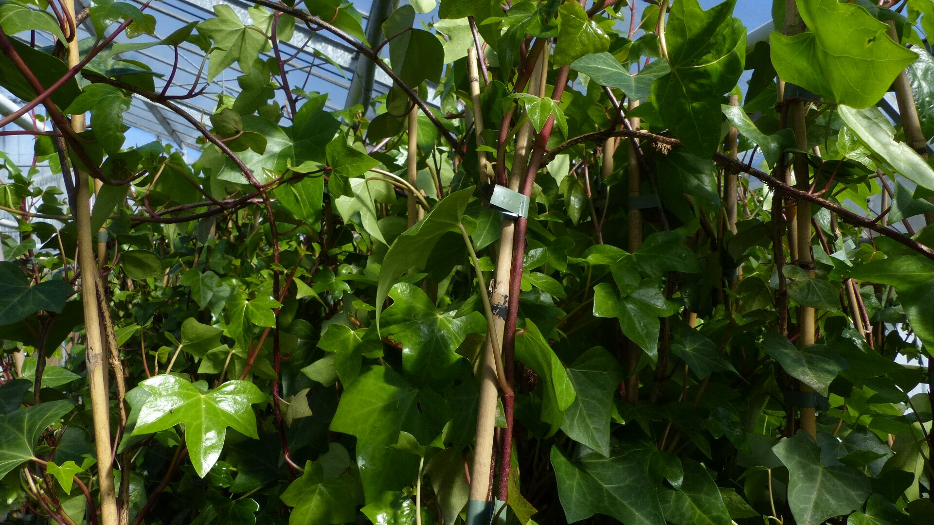 30 Stck Efeu Hedera helix 180 - 200 cm Pyramide Sule winterhart  Kletterpflanze Hecke Sichtschutz blickdicht online kaufen bei Netto