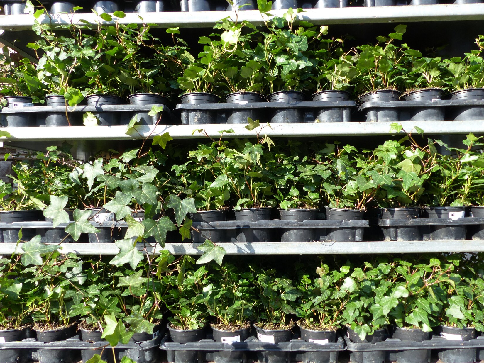 25 Stück Efeu Hedera helix 20 – 35 cm Heckenpflanze winterhart Kletterpflanze Hecke Sichtschutz blickdicht | 04251740107221
