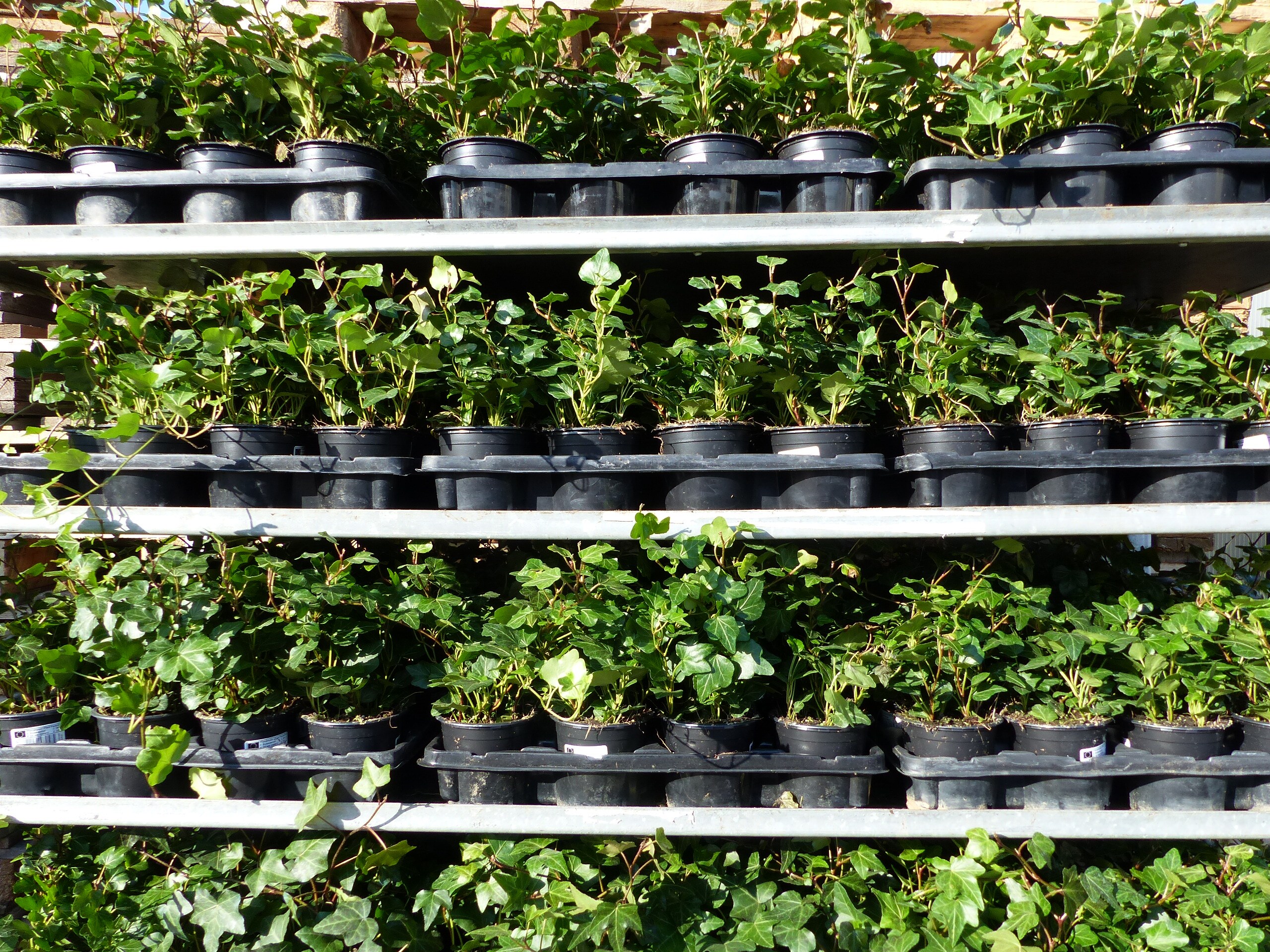 50 St&uuml;ck Efeu Hedera helix 20 - 35 cm Heckenpflanze winterhart Kletterpflanze Hecke Sichtschutz blickdicht - Bild 1