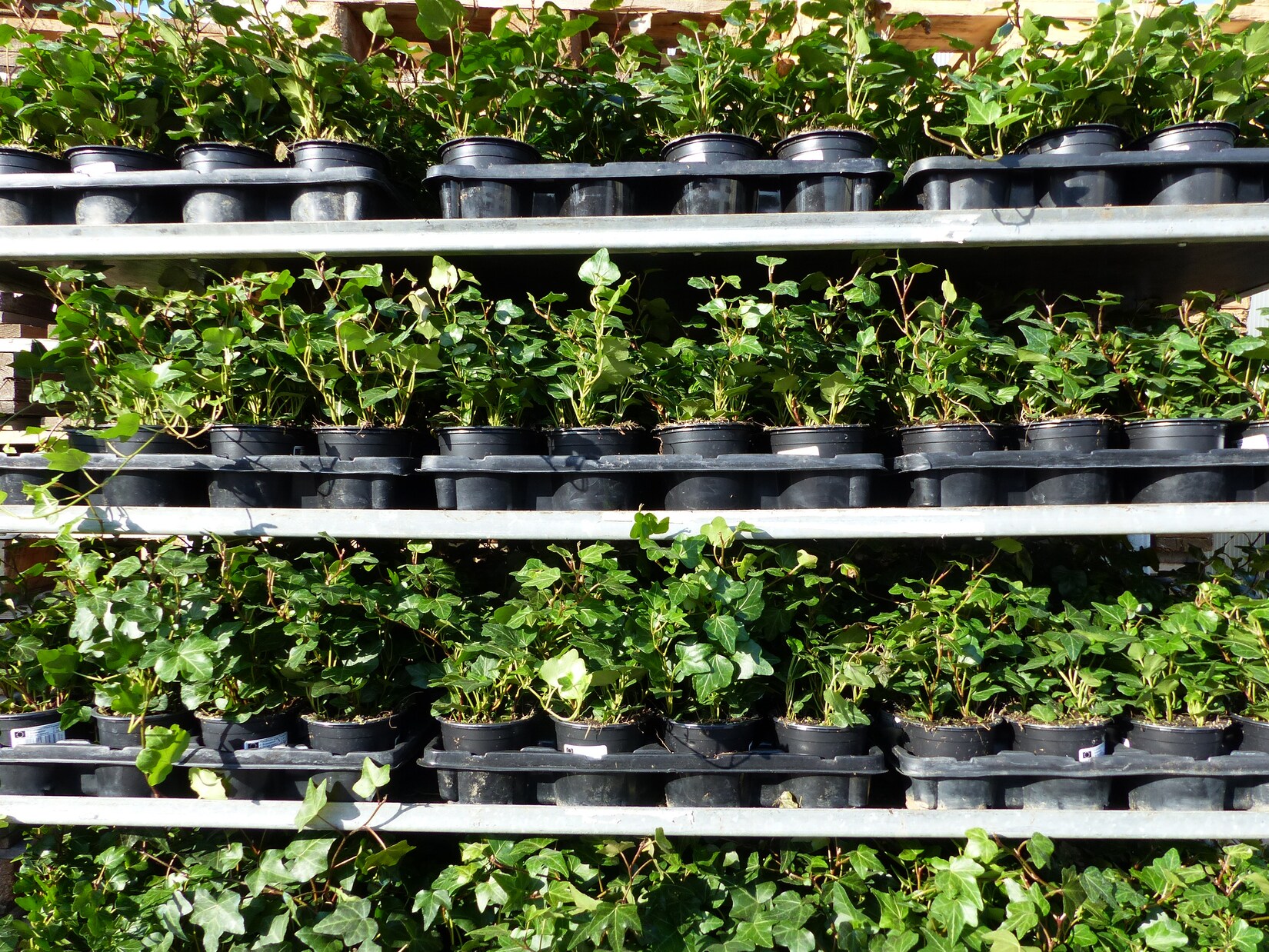 50 Stück Efeu Hedera helix 20 – 35 cm Heckenpflanze winterhart Kletterpflanze Hecke Sichtschutz blickdicht | 04251740107245