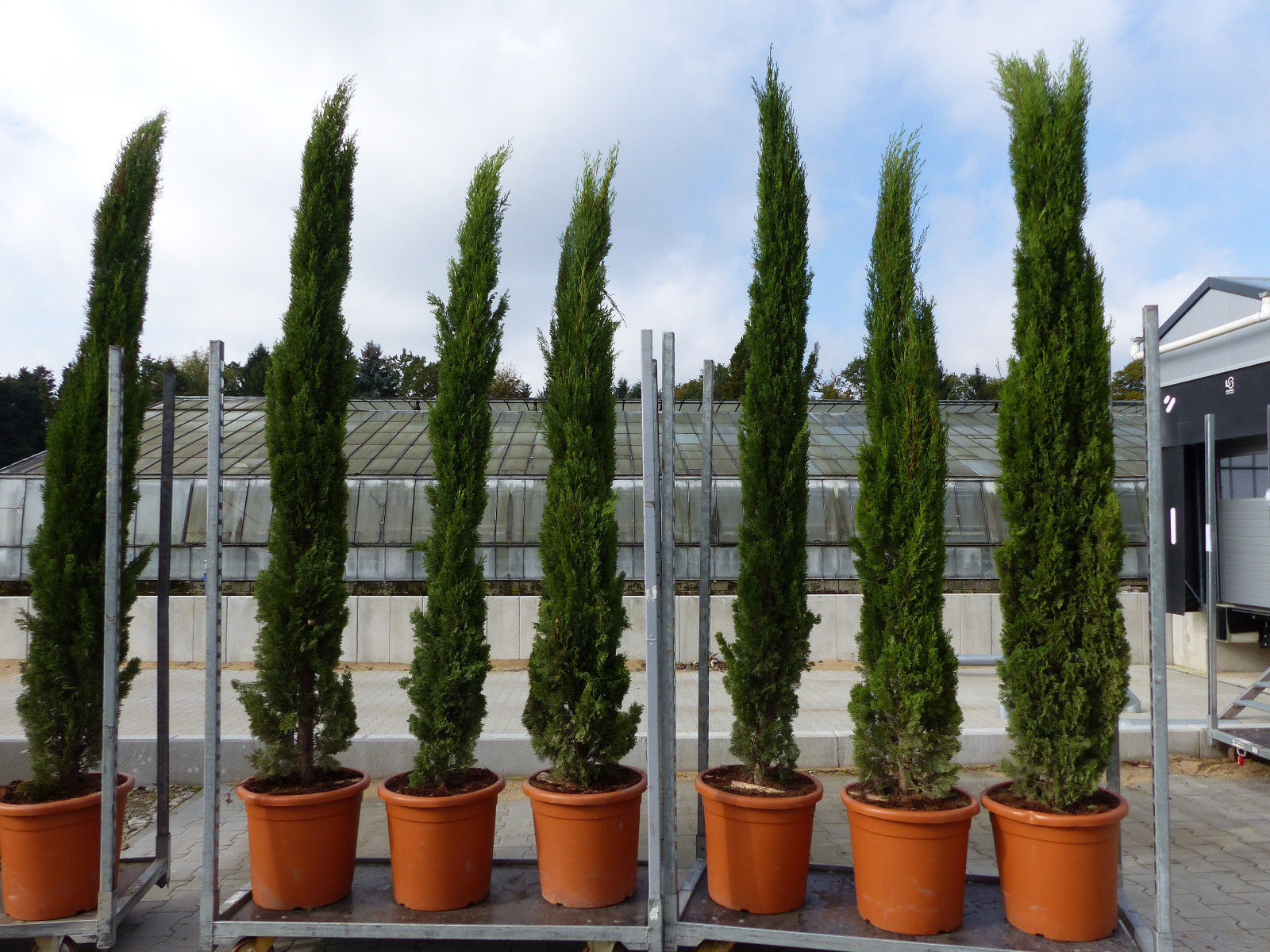 3 St&uuml;ck 250 cm Mittelmeerzypresse Cupressus Semper. "Totem" Toskana Zypressen Zypresse - Bild 1