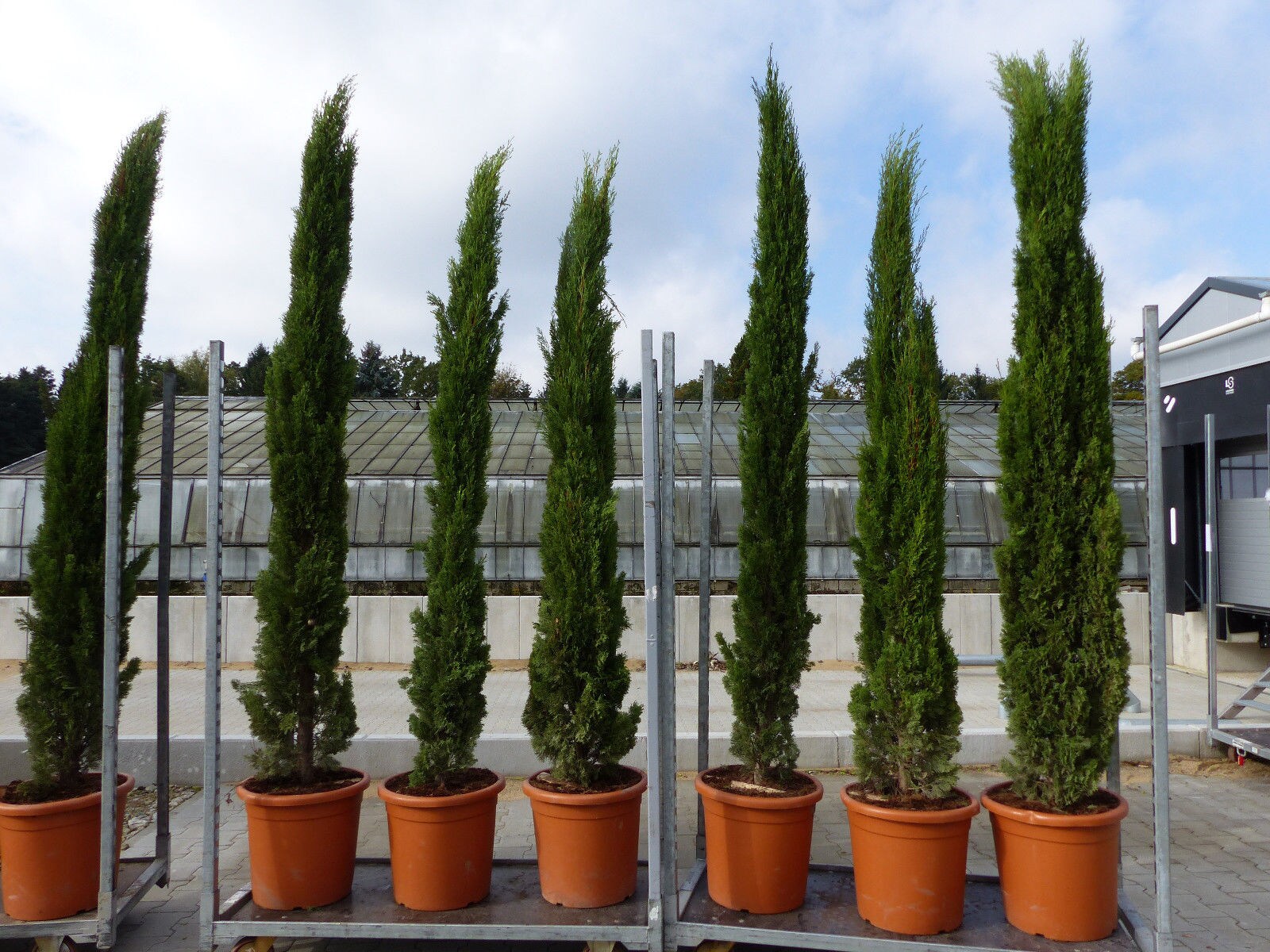250 cm Mittelmeerzypresse Cupressus Semper. "Totem" Toskana Zypressen Zypresse
