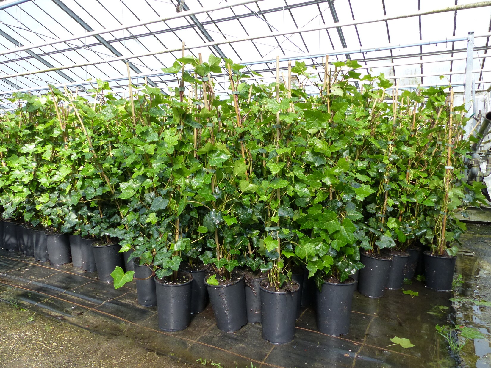 10 Stück Efeu Hedera helix 85 – 105 cm Heckenpflanze winterhart Kletterpflanze Hecke Sichtschutz blickdicht | 04251740107559