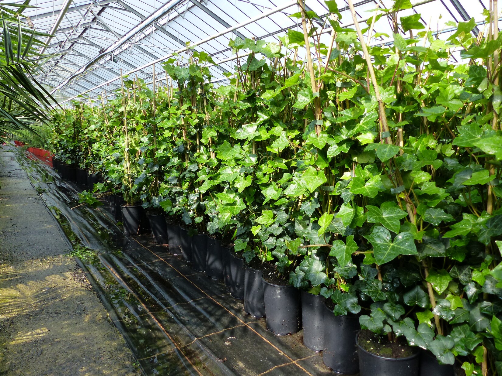 20 Stück Efeu Hedera helix 85 – 105 cm Heckenpflanze winterhart Kletterpflanze Hecke Sichtschutz blickdicht | 04251740107573