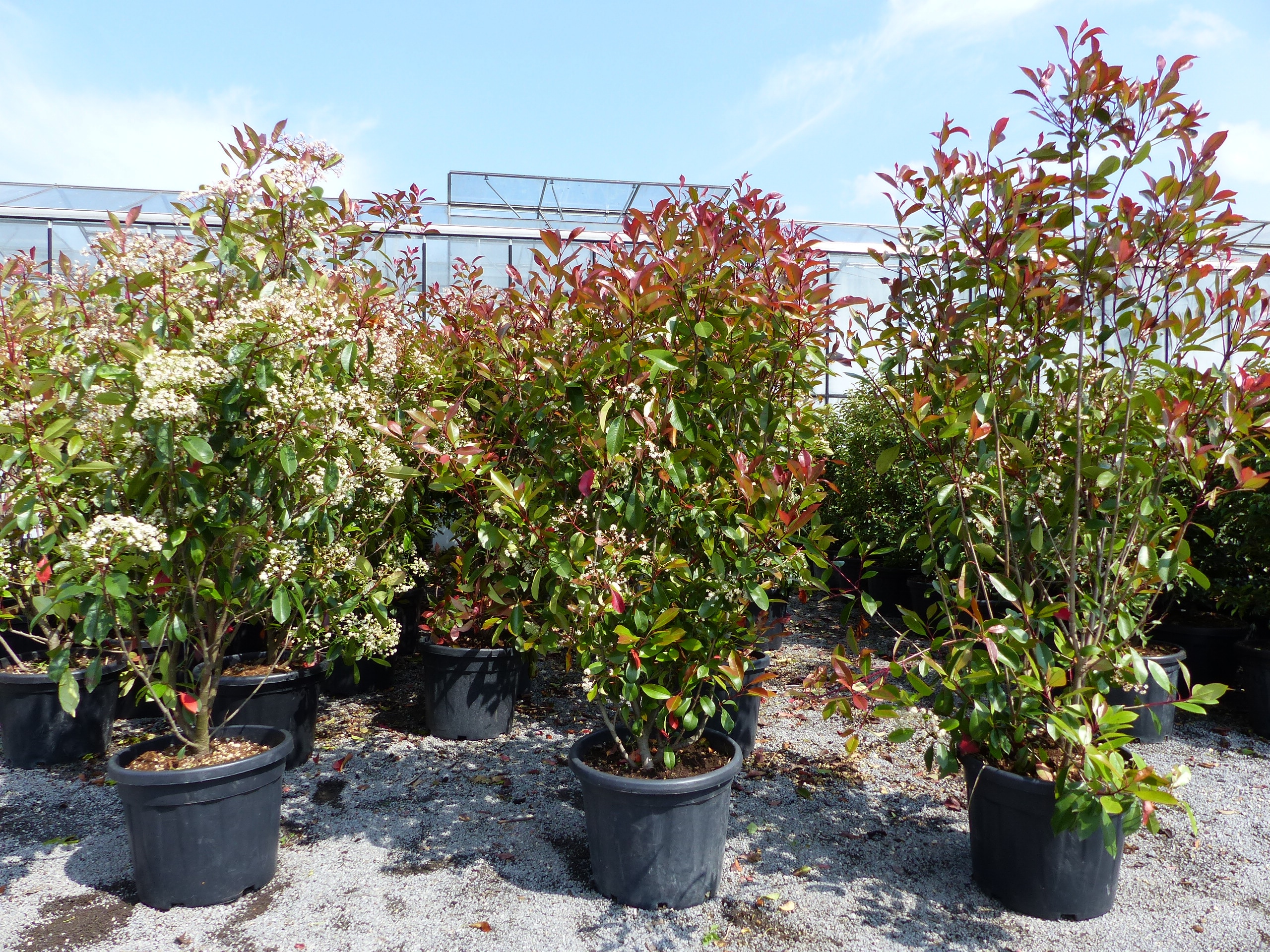 Photinia Fraseri 165 - 190 cm Red Robin Glanzmispel winterhart - Bild 1