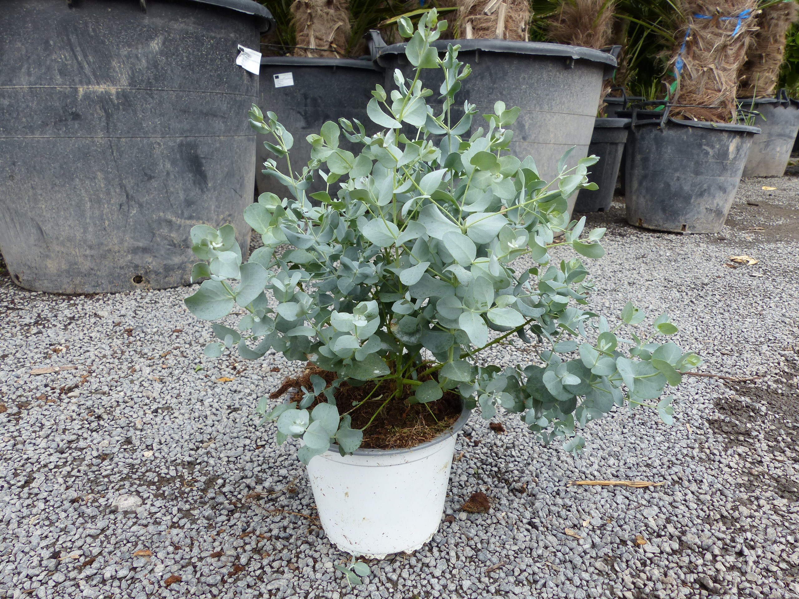 1 St&uuml;ck Eucalyptus Gunni Gunnii Busch Kugel Eukalyptusbaum, H&ouml;he 40 - 50 cm Pflanze winterhart - Bild 1