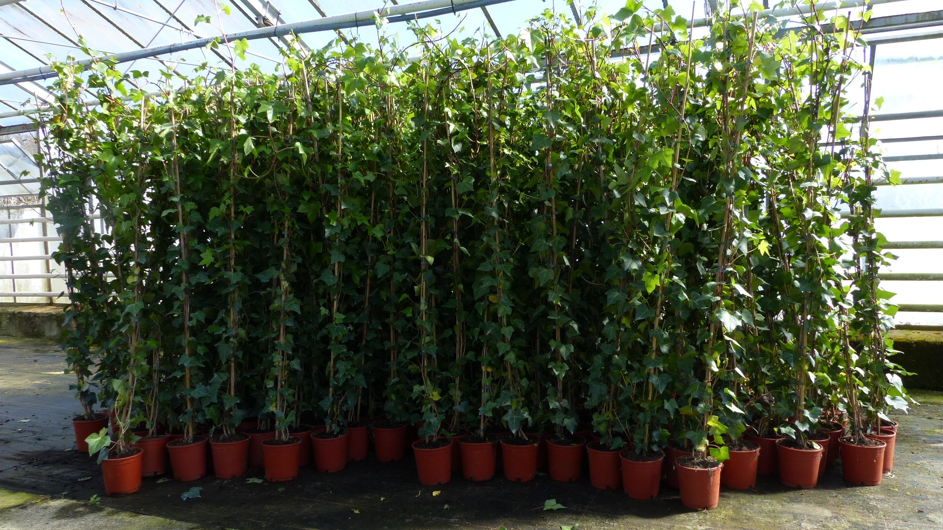 50 St&uuml;ck Efeu Hedera helix 180 - 200 cm Pyramide S&auml;ule winterhart Kletterpflanze Hecke Sichtschutz blickdicht - Bild 1