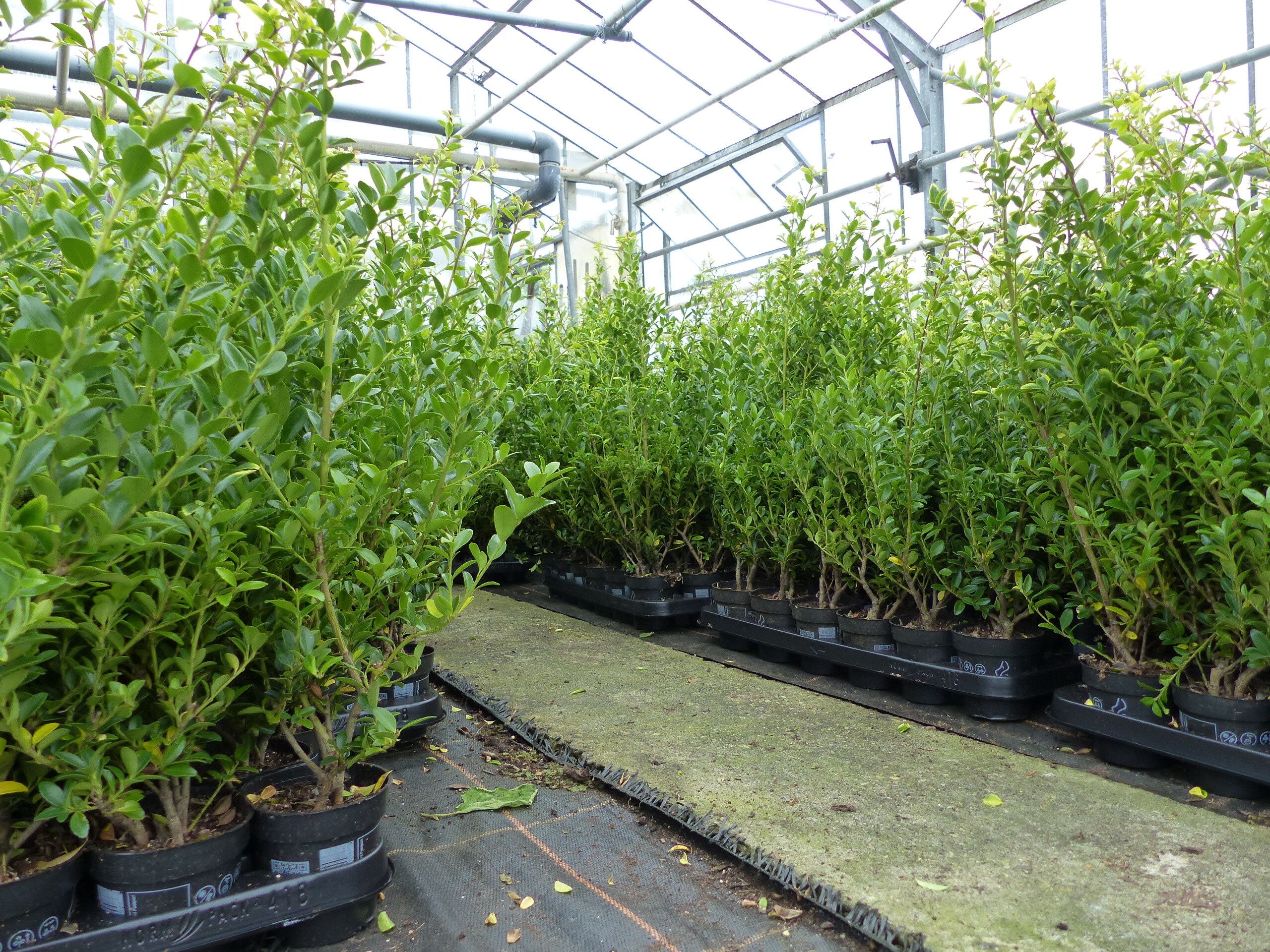 50 St&uuml;ck Ilex maximowicziana var. kanehirae 50 - 70 cm Heckenpflanze Buchsbaum Ersatz winterhart + robust - Bild 1