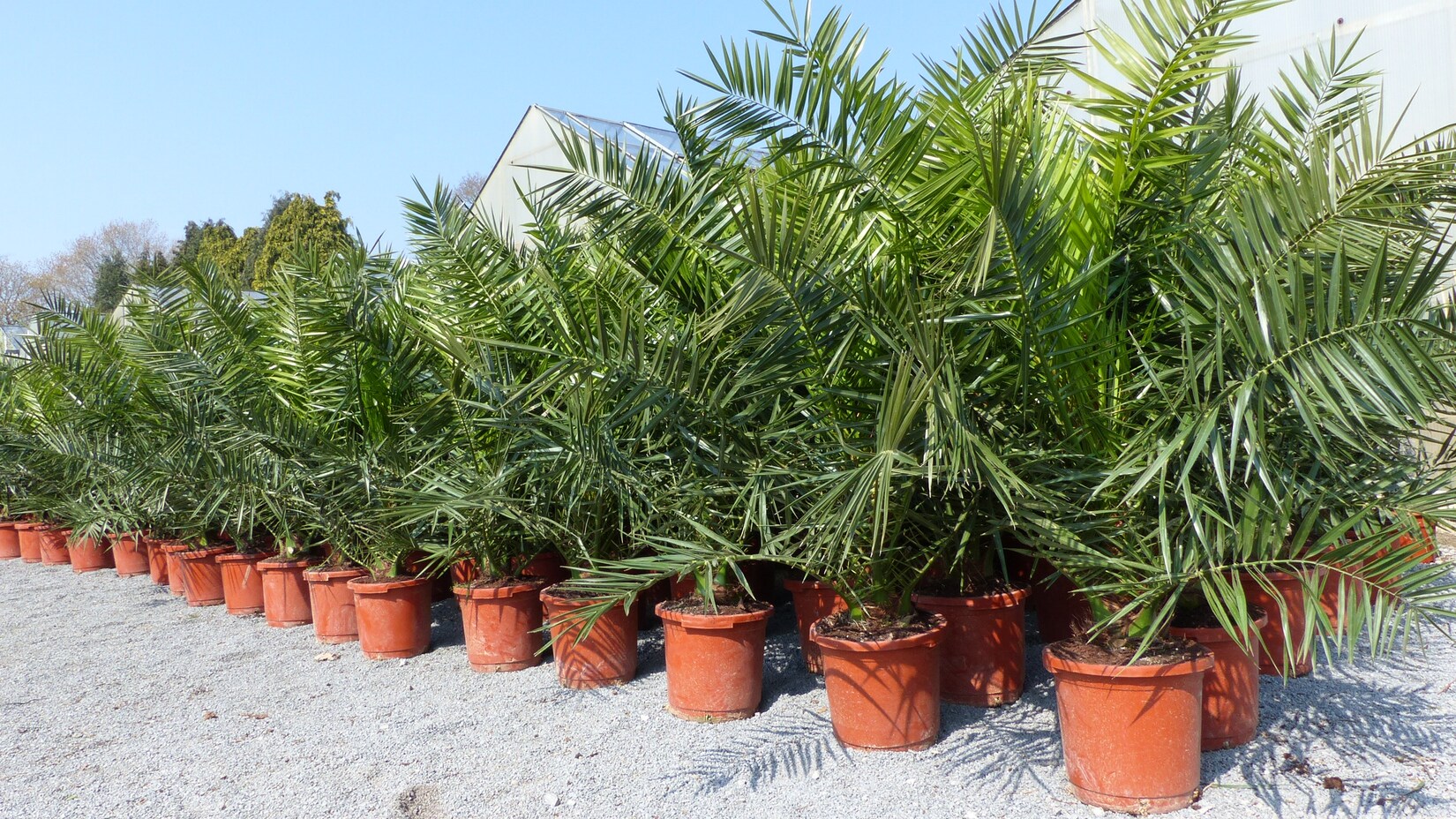 2 Stück Palme XXL 180 cm Phoenix canariensis, kanarische Dattelpalme, winterhart | 04251740108037