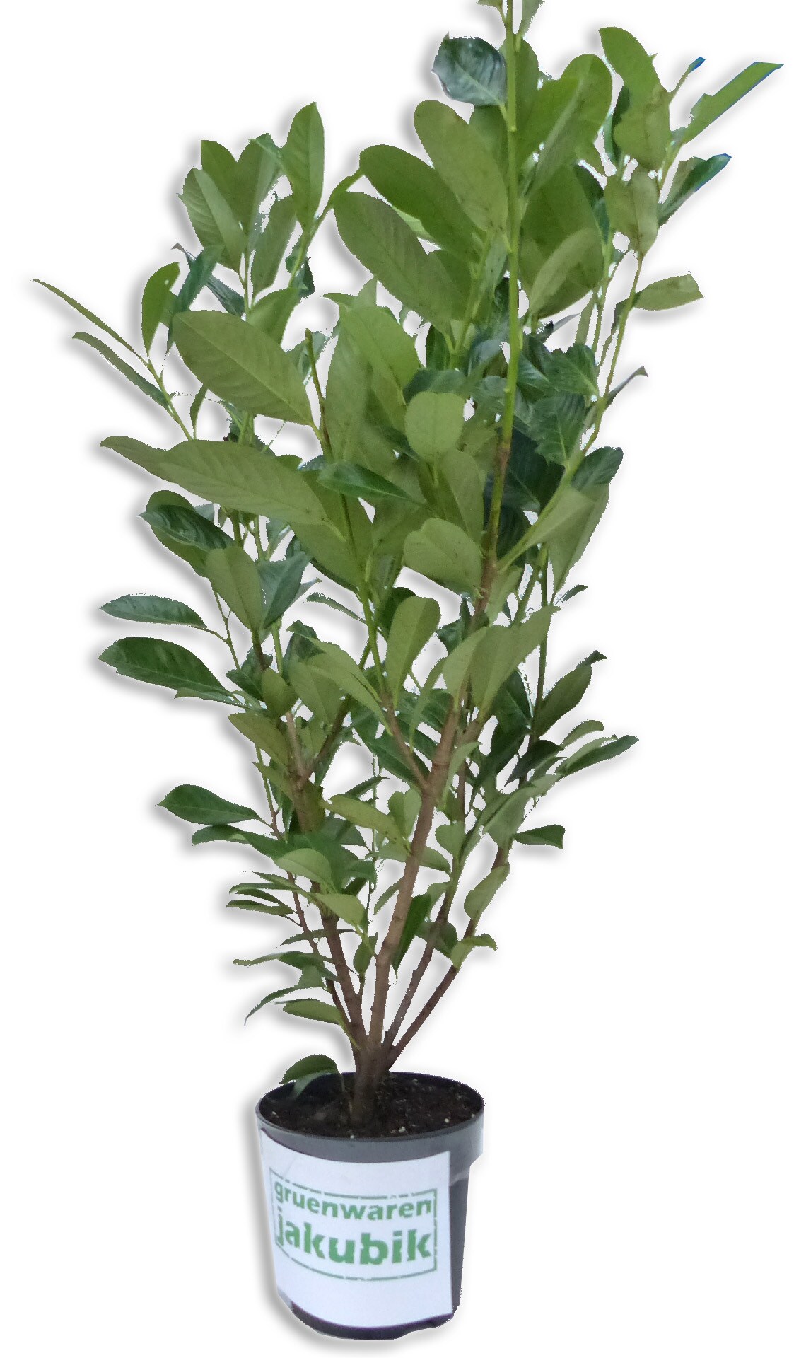 1x Kirschlorbeer 105 - 120 cm Prunus Laurus rotundifolia Heckenpflanze - Bild 1