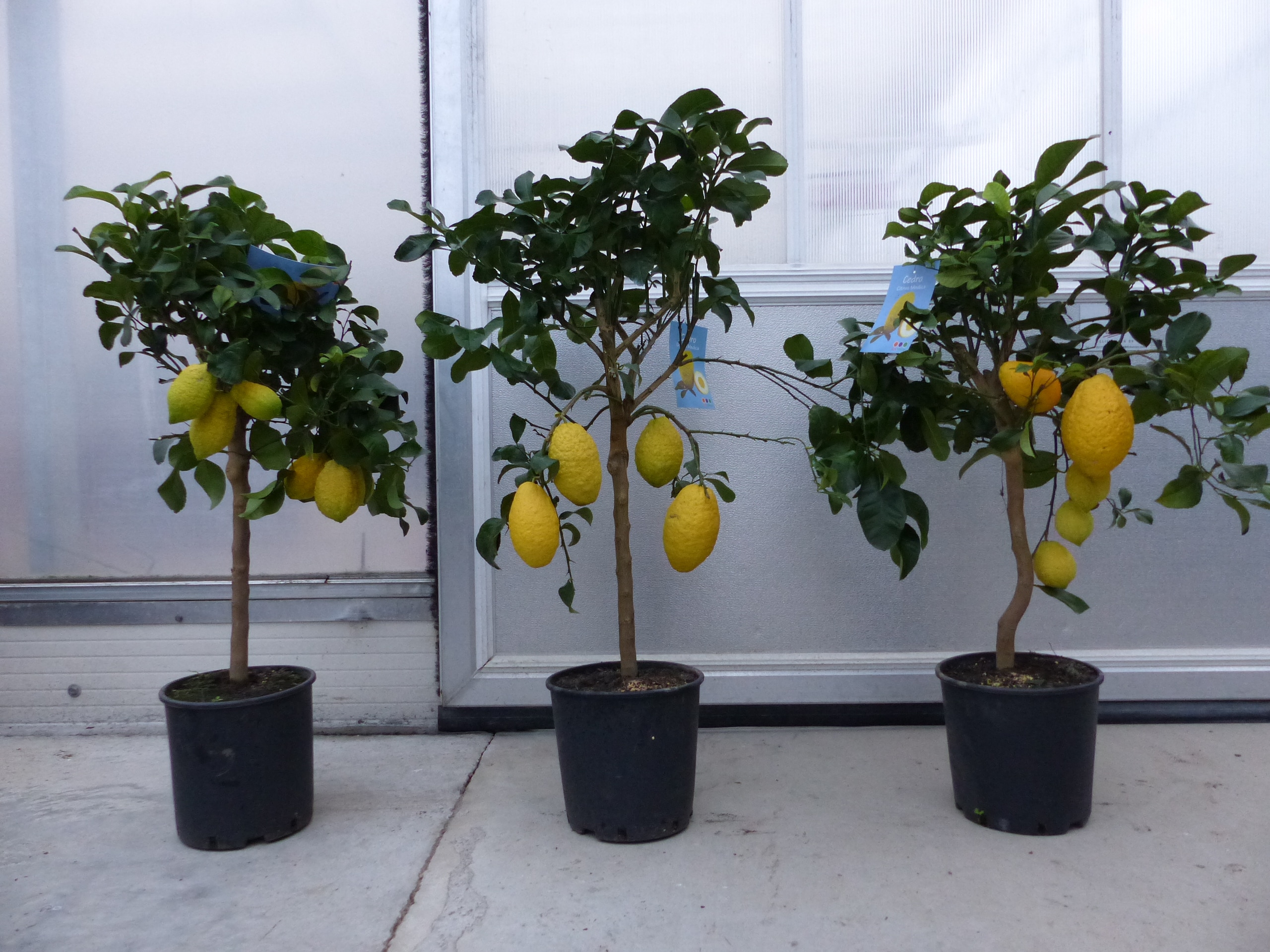 Zitrus Zitronenbaum Zitrone Citrus Limon Limone 100 - 120 cm Zitruspflanze mit reifen Fr&uuml;chten - Bild 1