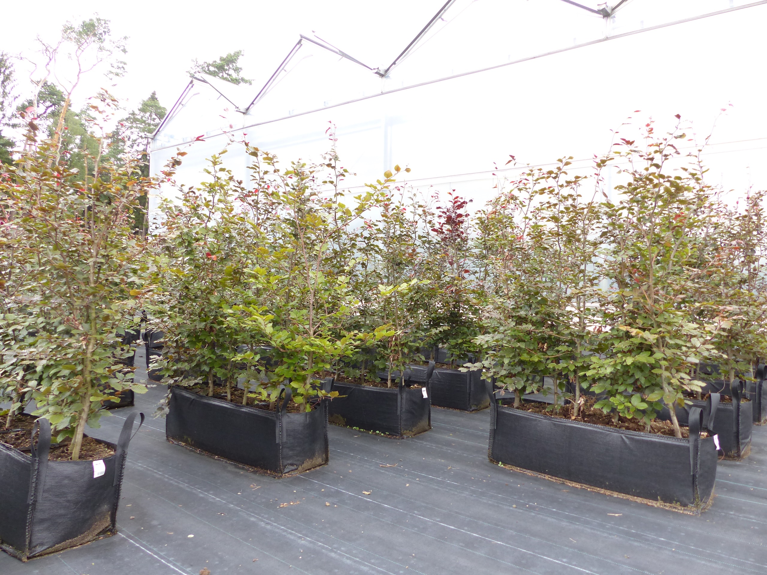 Blutbuche Fertighecke 1 m Heckenelement 180 cm hoch Fagus sylvatica Atropunicea - Bild 1