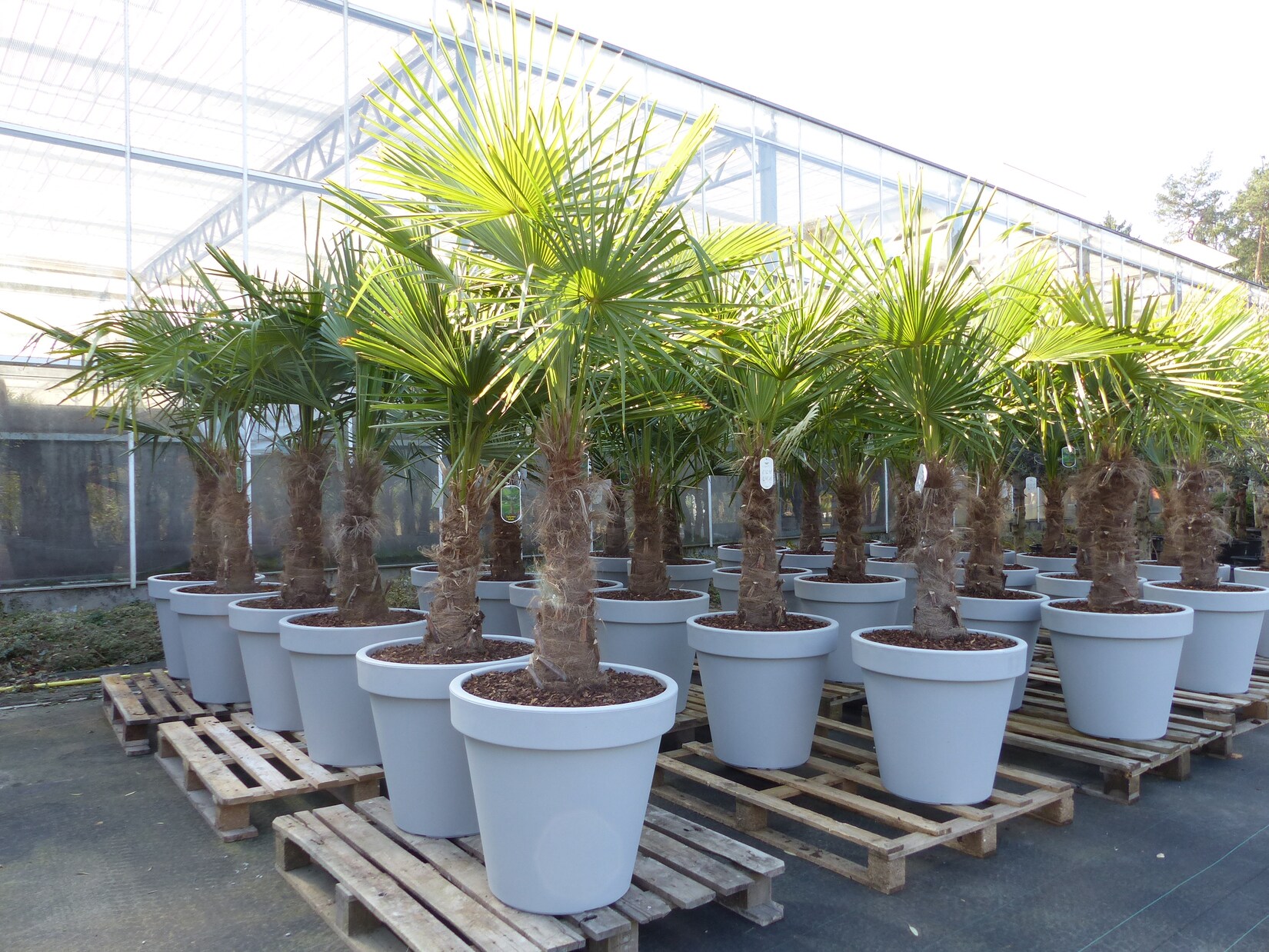 XXL Palme winterhart inkl. Pflanzkübel, 180 – 210 cm Trachycarpus fortunei, Hanfpalme, Top-Qualität | 04251740109249