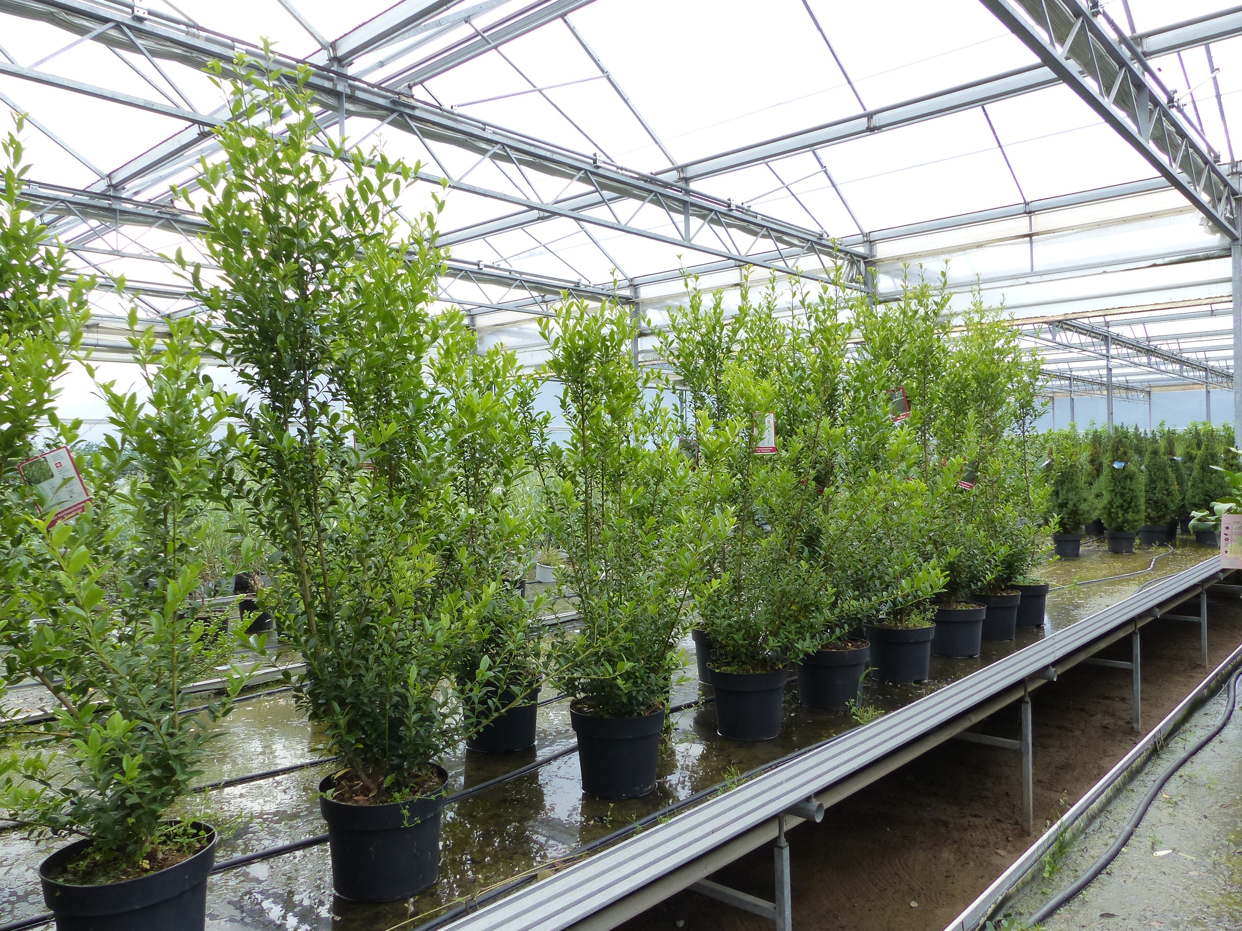 Ilex crenata "Convexa" 120 cm Heckenpflanze Premiumqualit&auml;t - Bild 1