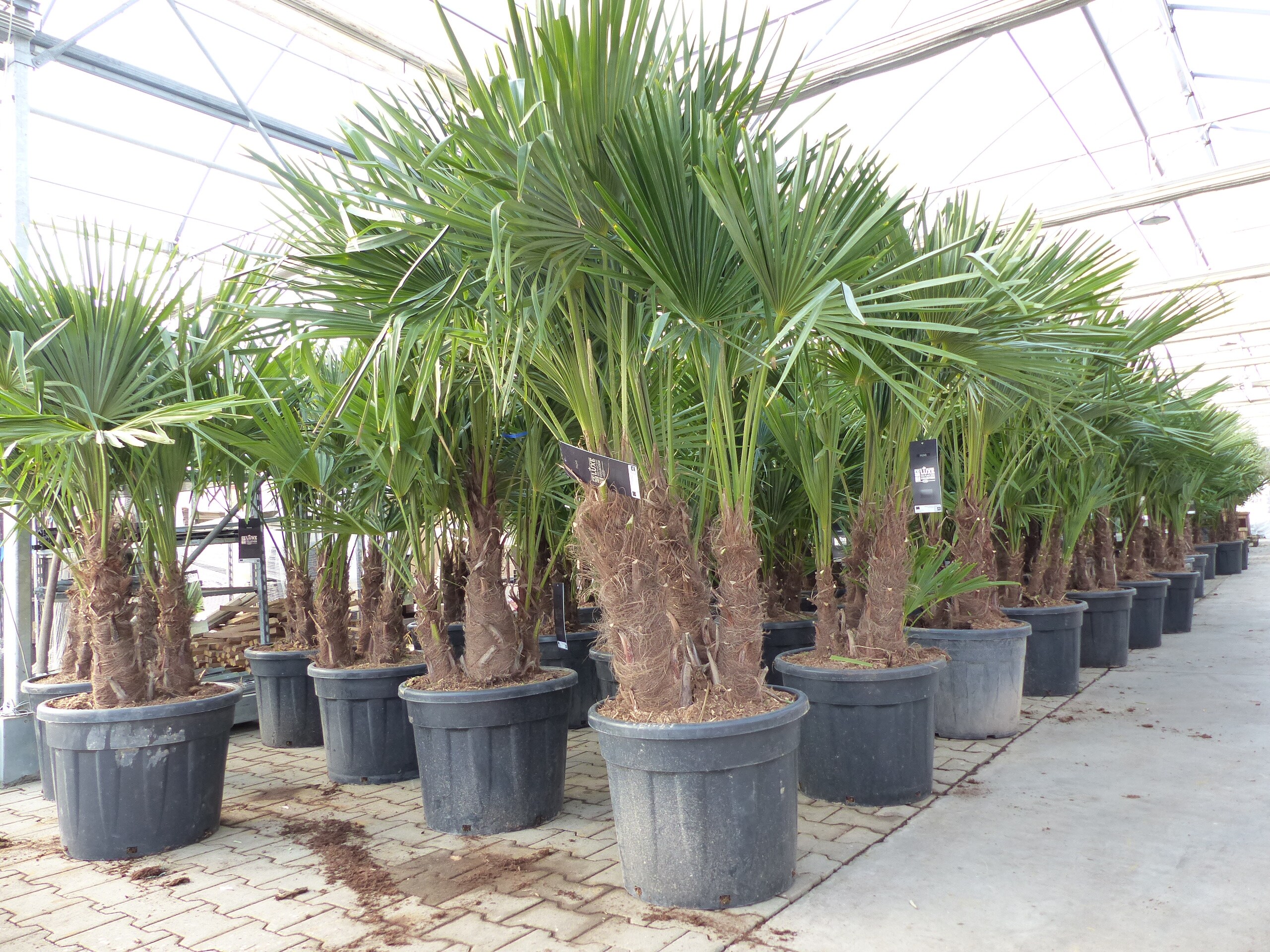 Trachycarpus Fortunei Gruppe mehrst&auml;mmig Palme, winterhart 220 - 260 cm Palmengruppe 3 - 5 St&auml;mme - Bild 1
