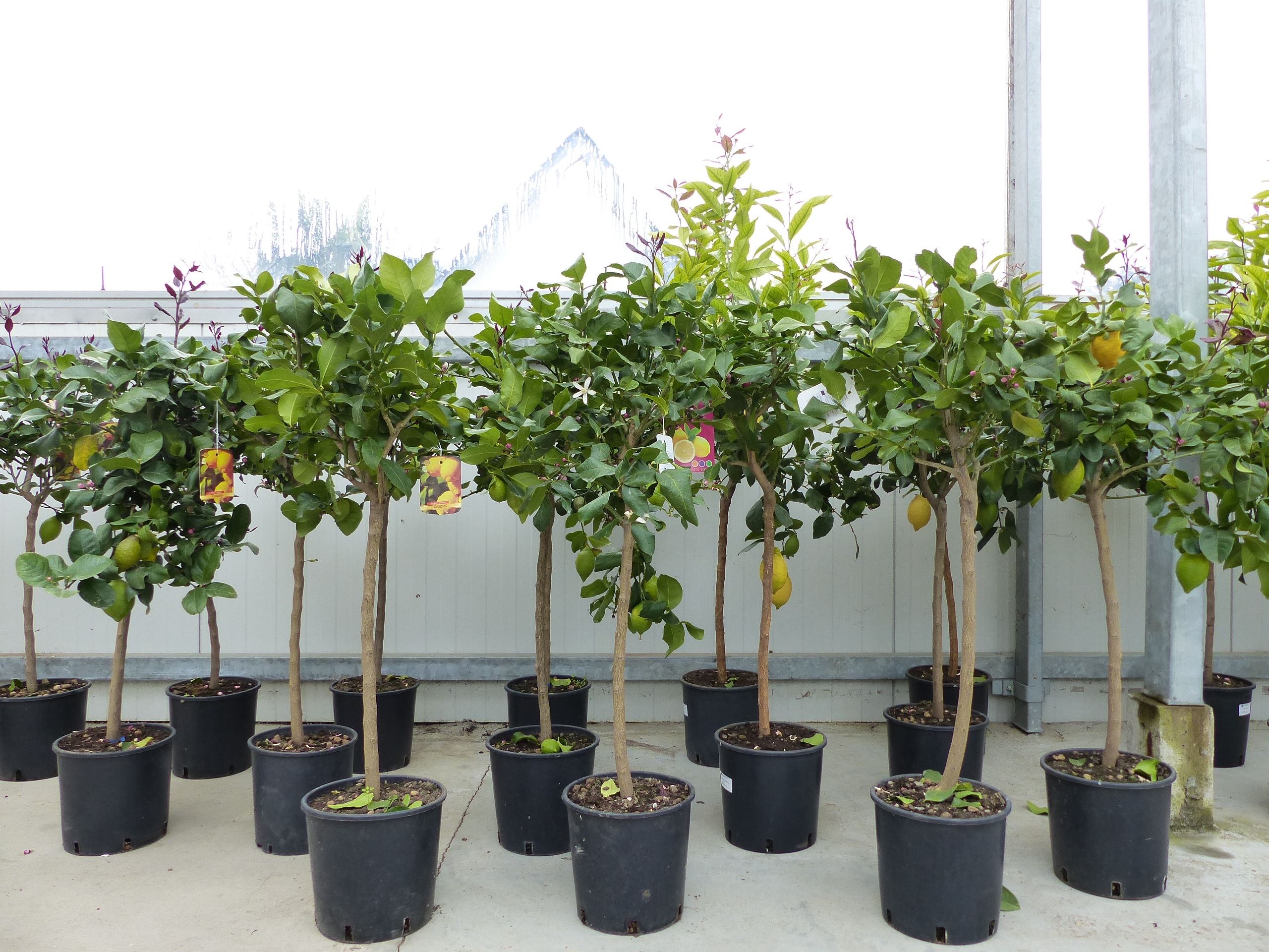 Zitrus Zitronenbaum Zitrone Citrus Limon Limone 120 - 140 cm Zitruspflanze - Bild 1