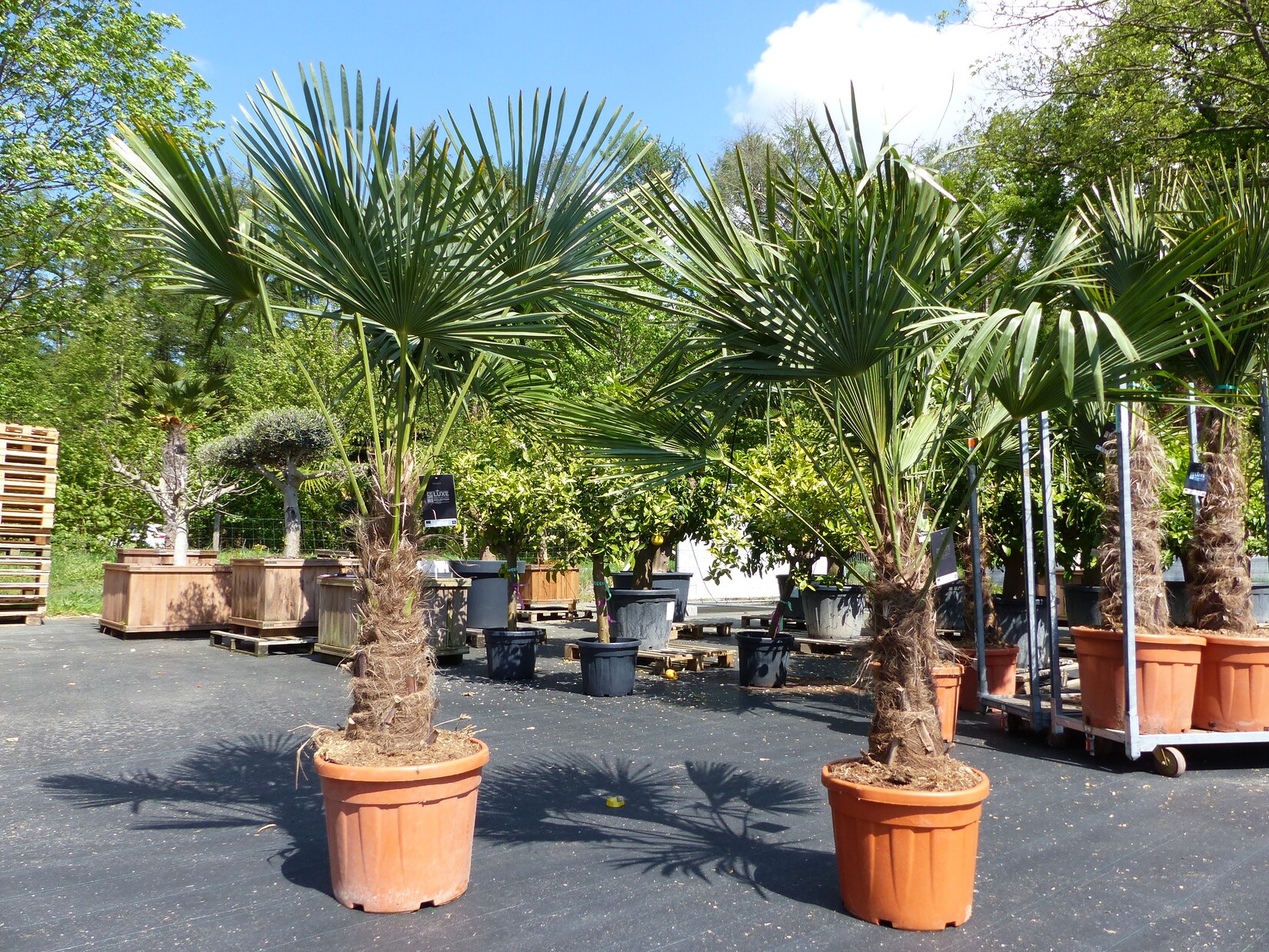 2 Stück im Palmenset Trachycarpus fortunei dicke Stämme 200 cm Hanfpalme, winterharte Palme bis -18°C | 04251740109638