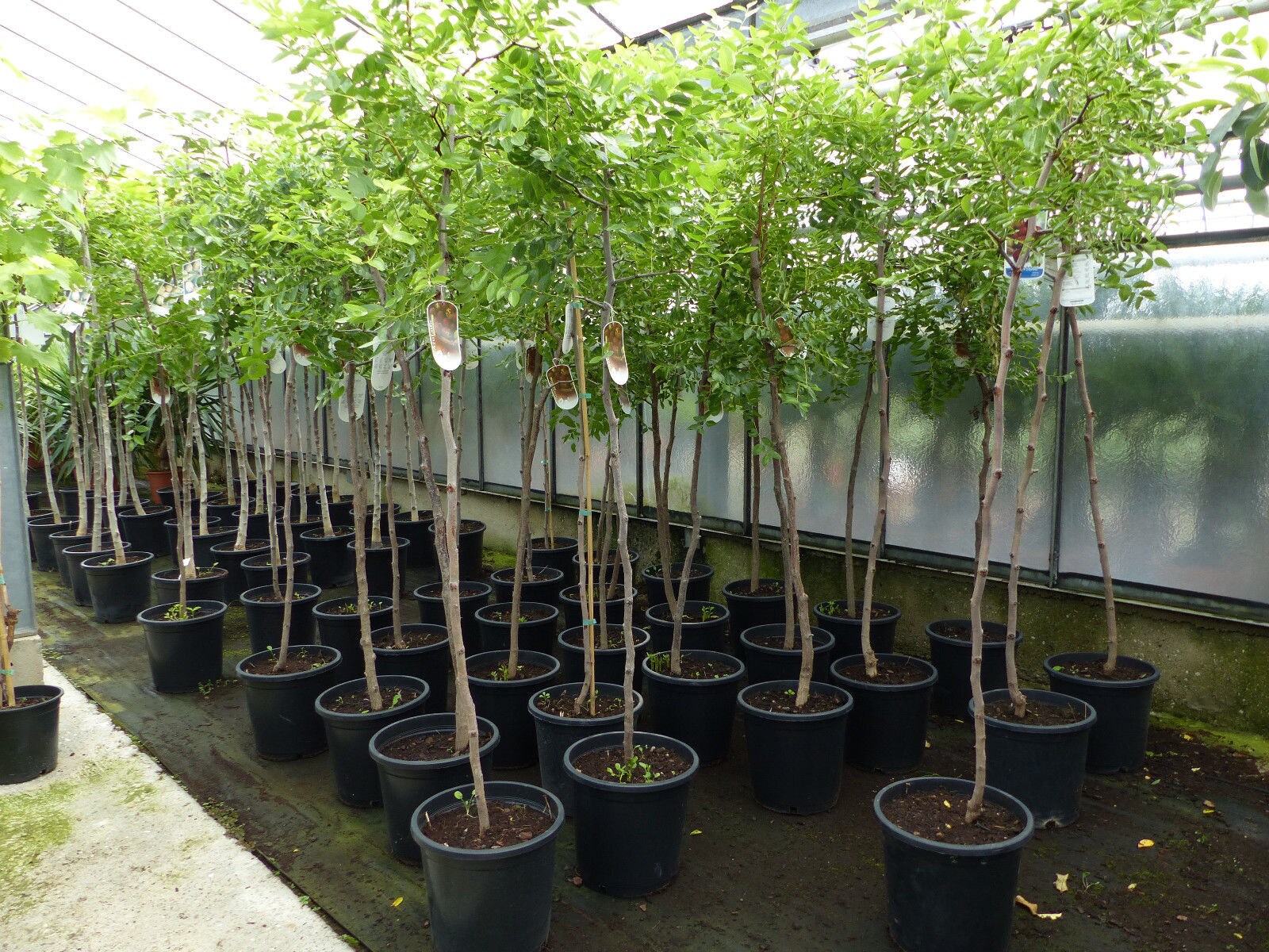 chin. Dattel 150 - 170 cm Dattelbaum 5 - 8 cm Stammumfang, Ziziphus jujuba, - Bild 1