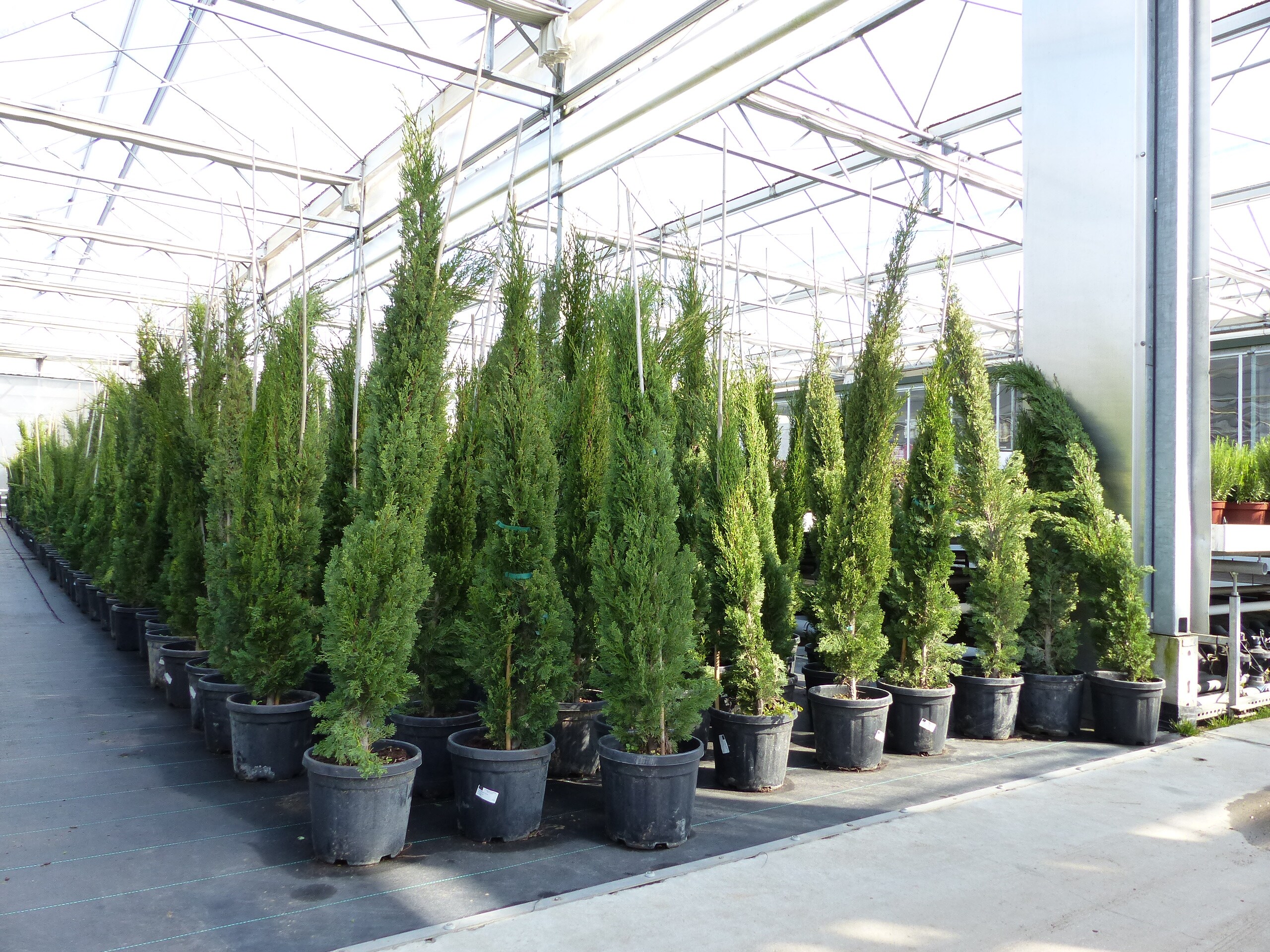 10x Totem 150 - 170 cm Toskana Zypresse Mittelmeerzypresse S&auml;ule winterhart - Bild 1