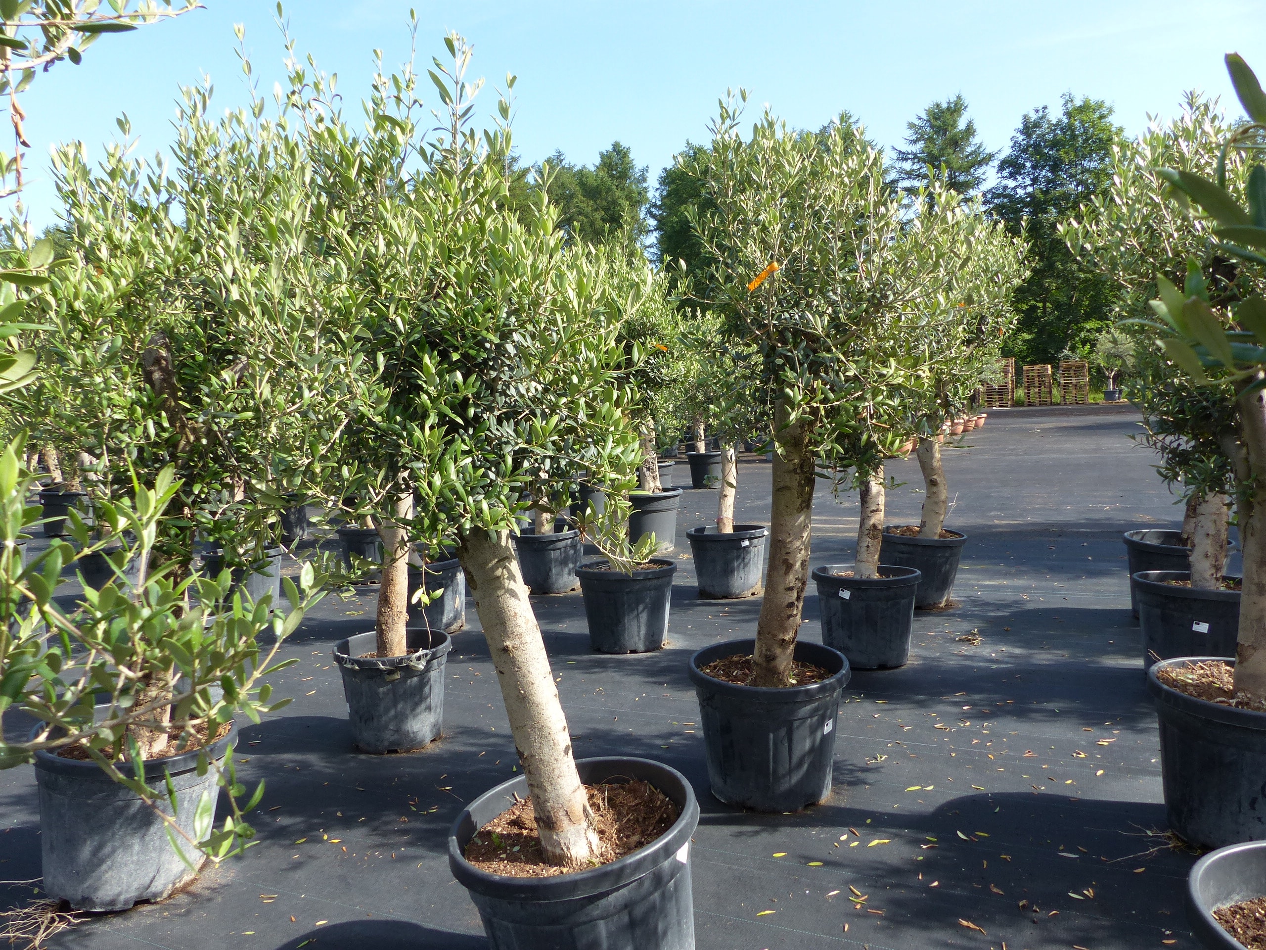Olivenbaum Olive "Angebot" 150 - 180 cm, beste Qualitt, winterhart, Olea  Europaea