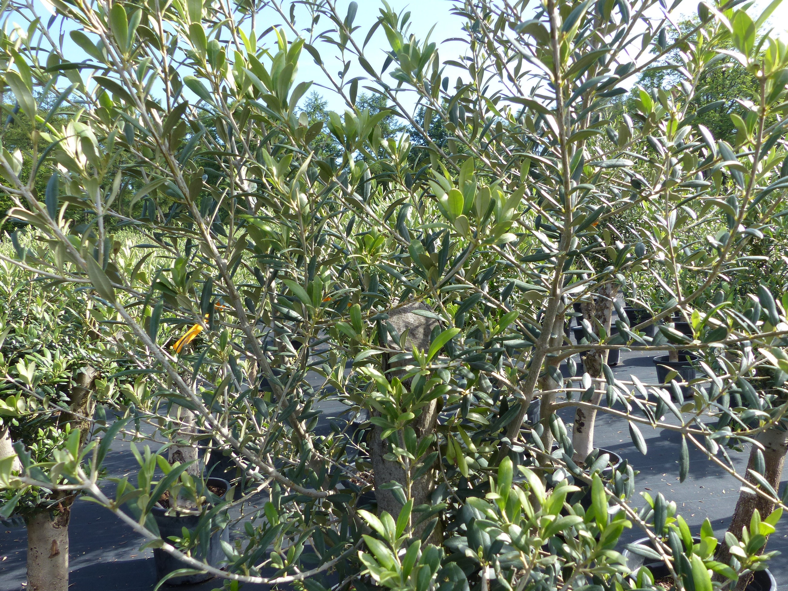 Olivenbaum Olive "Angebot" 150 - 180 cm, beste Qualitt, winterhart, Olea  Europaea online kaufen bei Netto