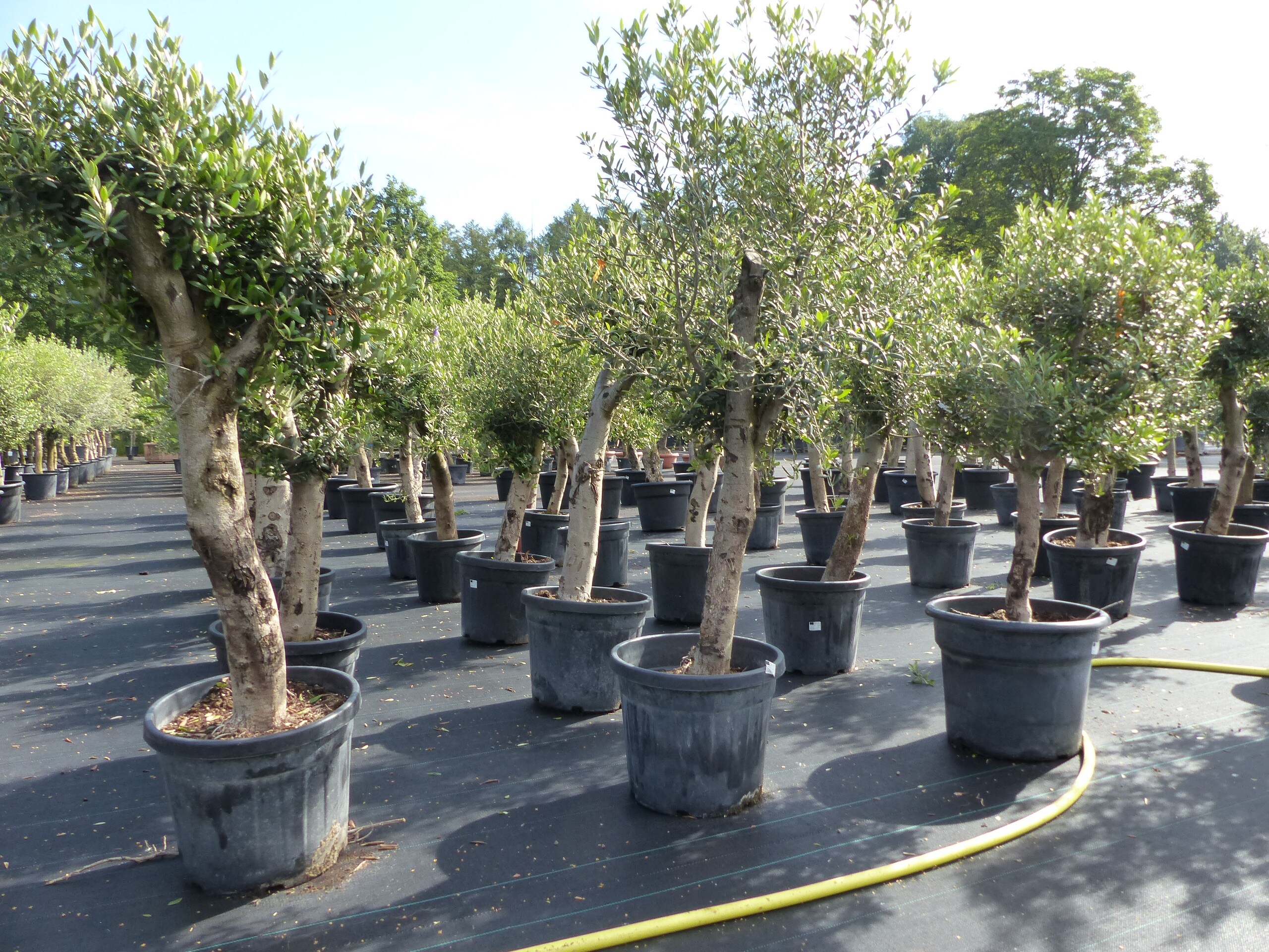 Olivenbaum Olive "Angebot" 150 - 180 cm, beste Qualitt, winterhart, Olea  Europaea