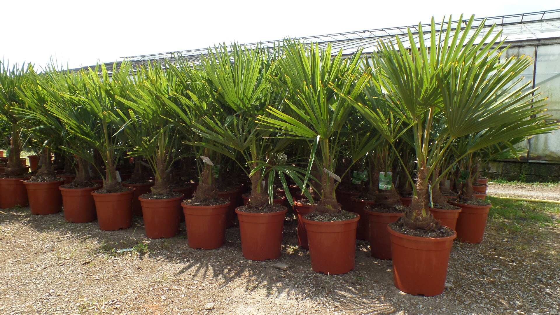 Palme XL 120-150 cm Trachycarpus fortunei, Hanfpalme, winterhart bis -18&deg;C - Bild 1